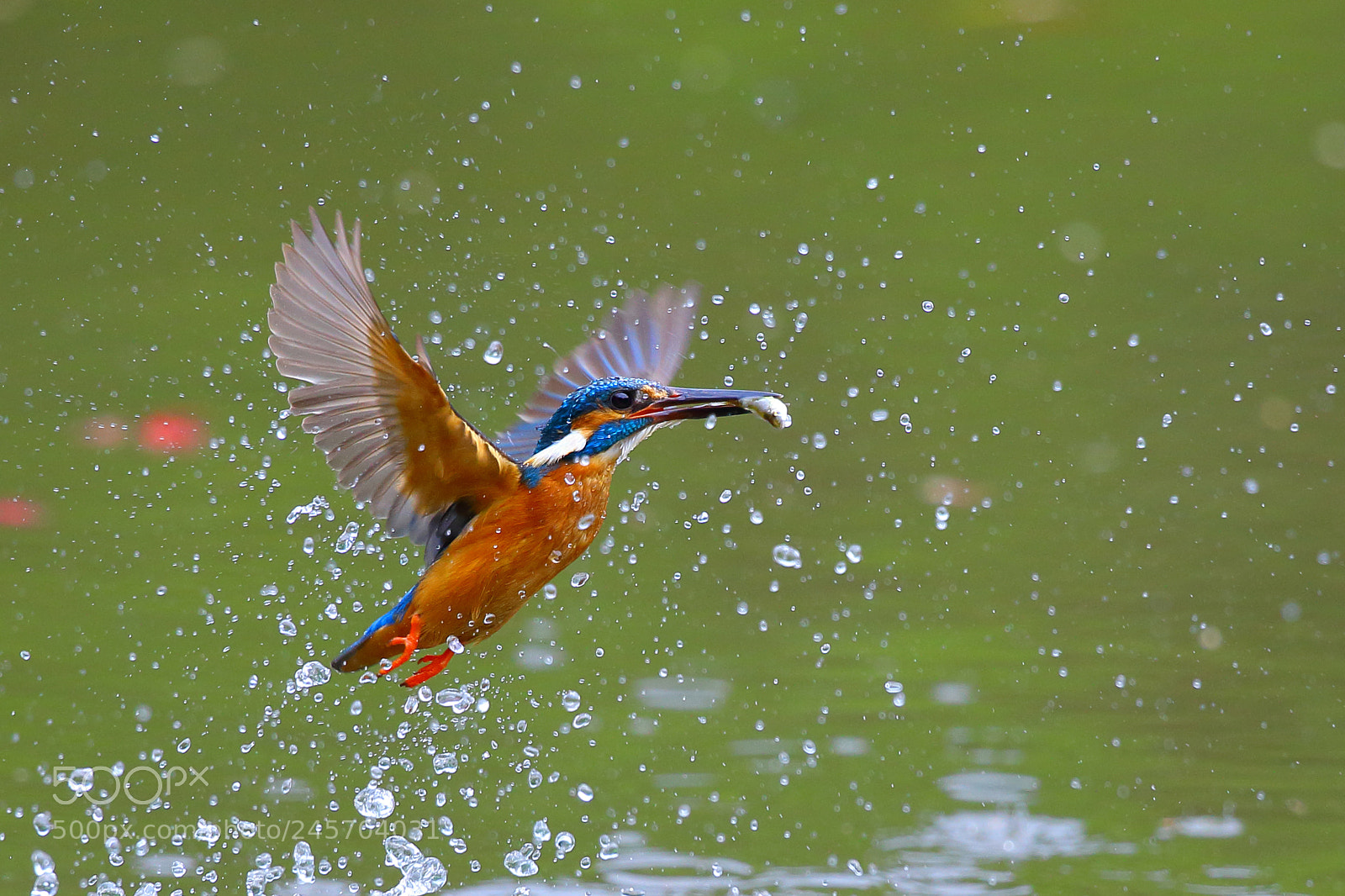 Canon EOS-1D X sample photo. Kingfisher photography