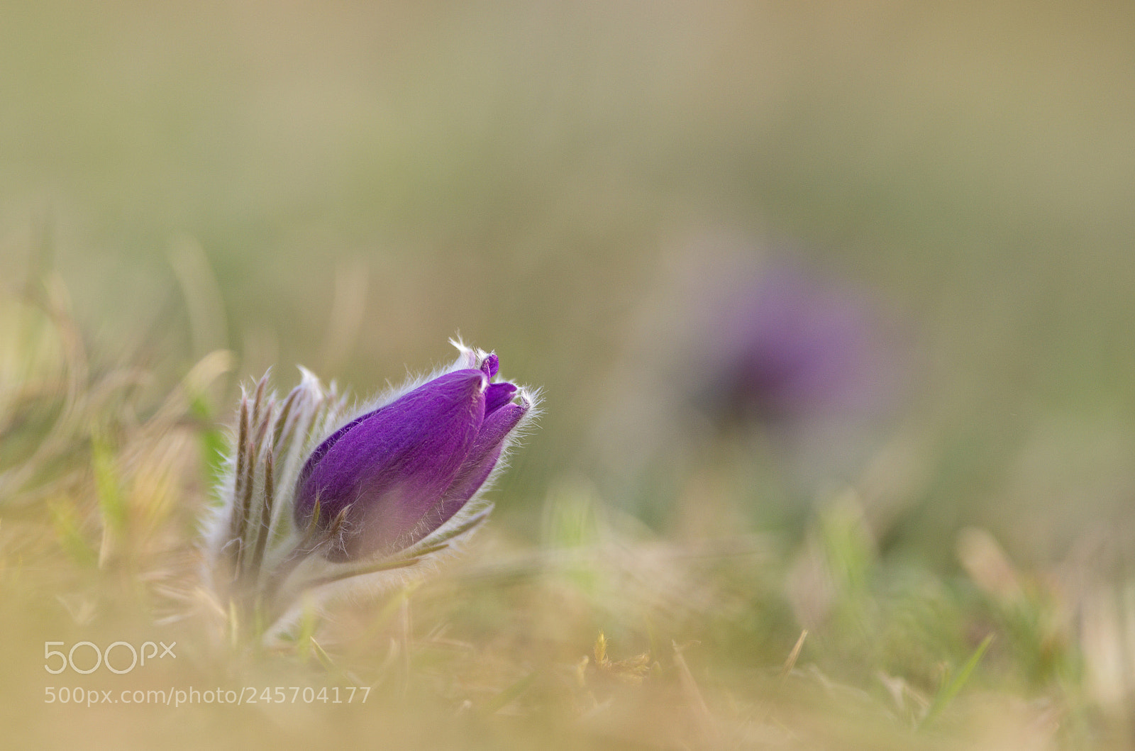 Pentax K-5 sample photo. Pasque flower photography