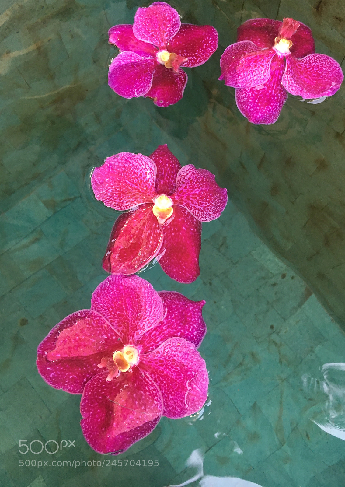 Apple iPhone 6s sample photo. Floating orchid photography