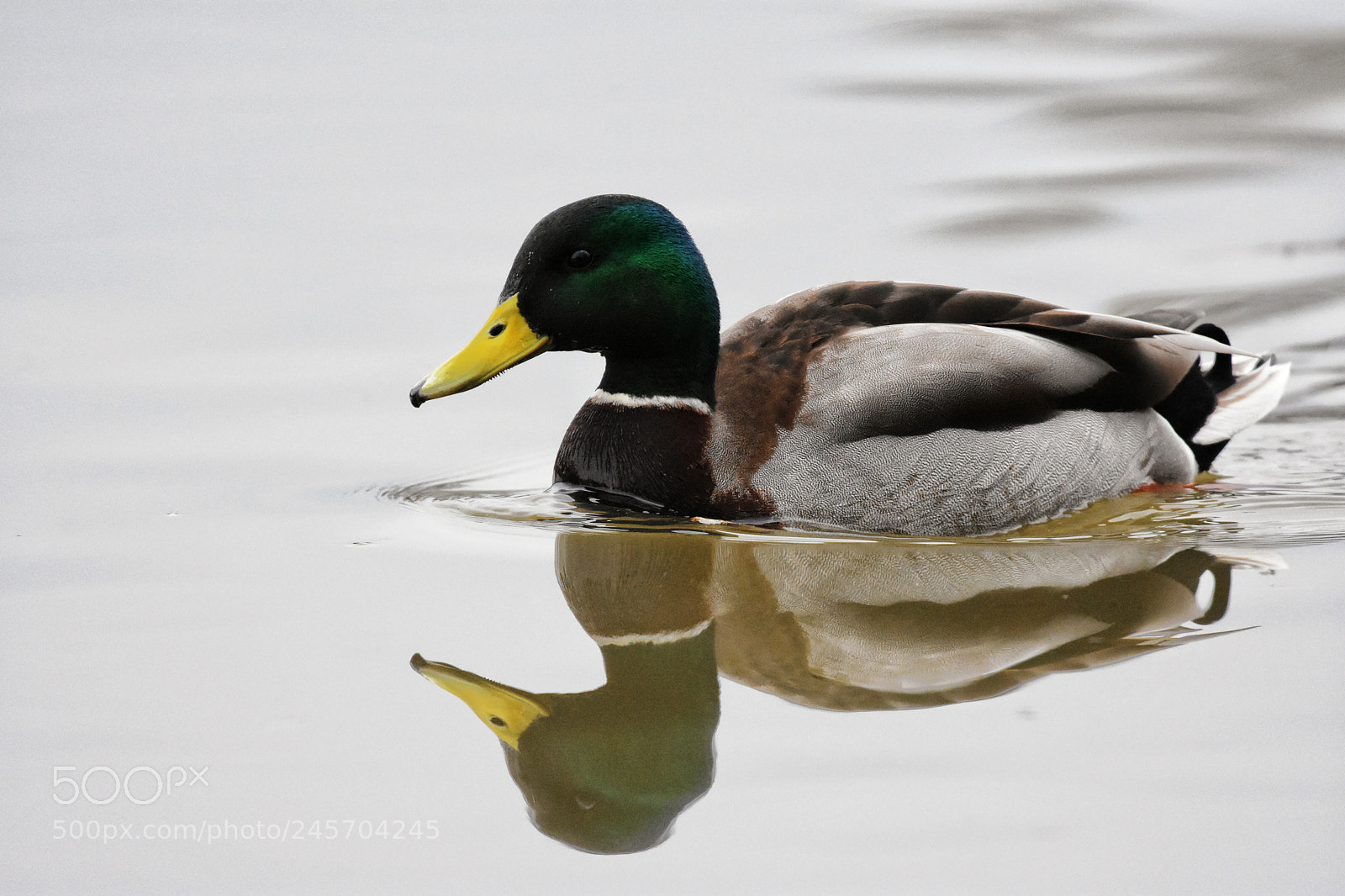 Nikon D7200 sample photo. 'male mallard anas platyrhynchos photography