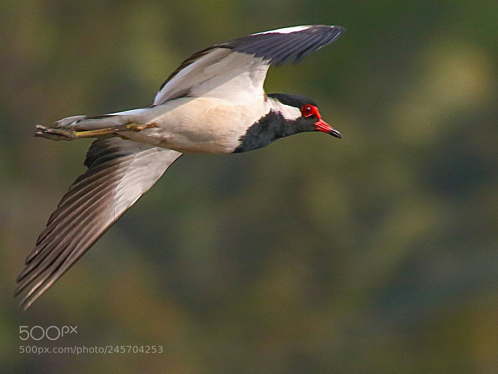 Canon EOS 760D (EOS Rebel T6s / EOS 8000D) sample photo. Red wattled lapwing in photography