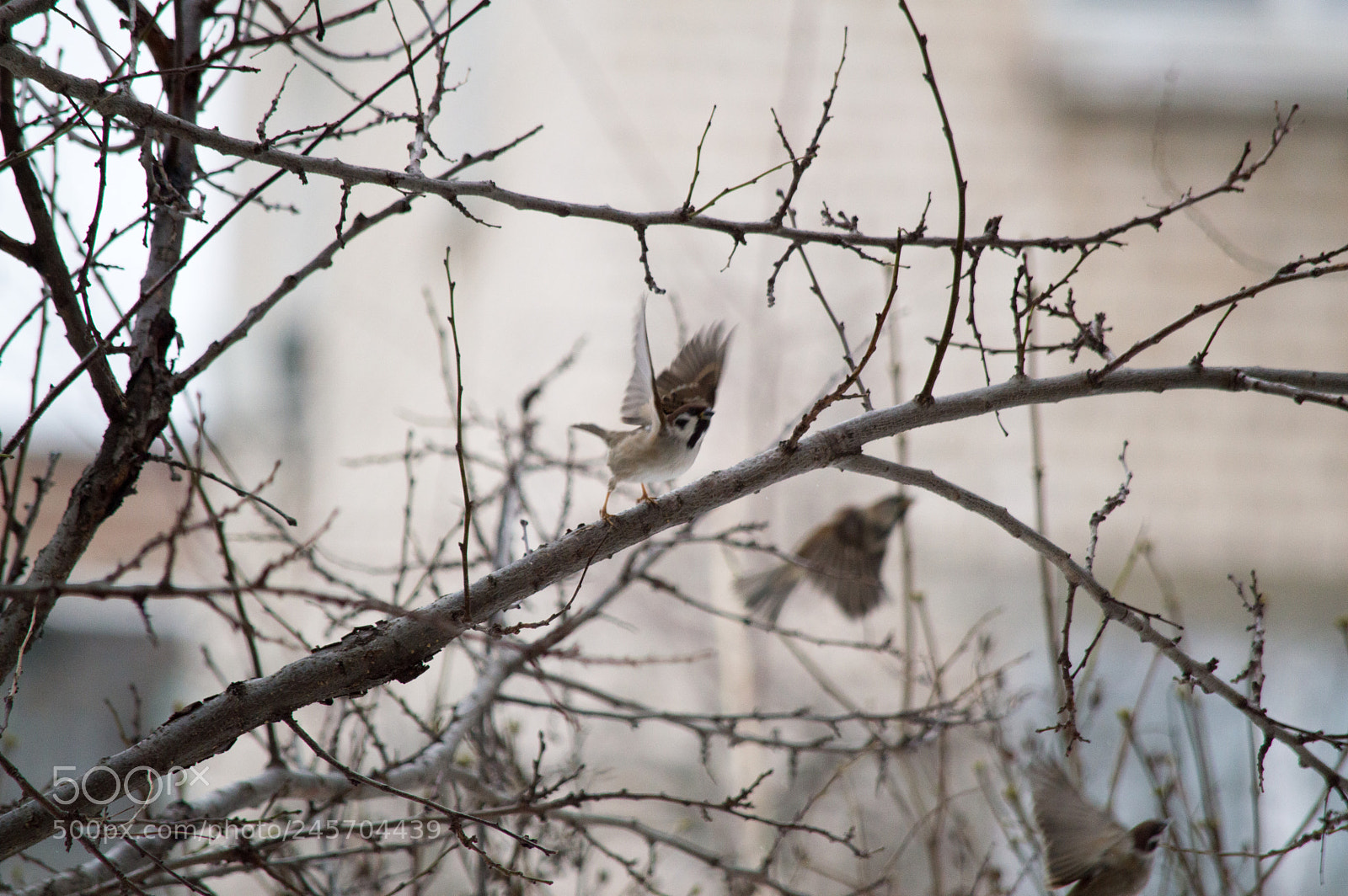 Nikon D3200 sample photo. КОНВЕРТ photography