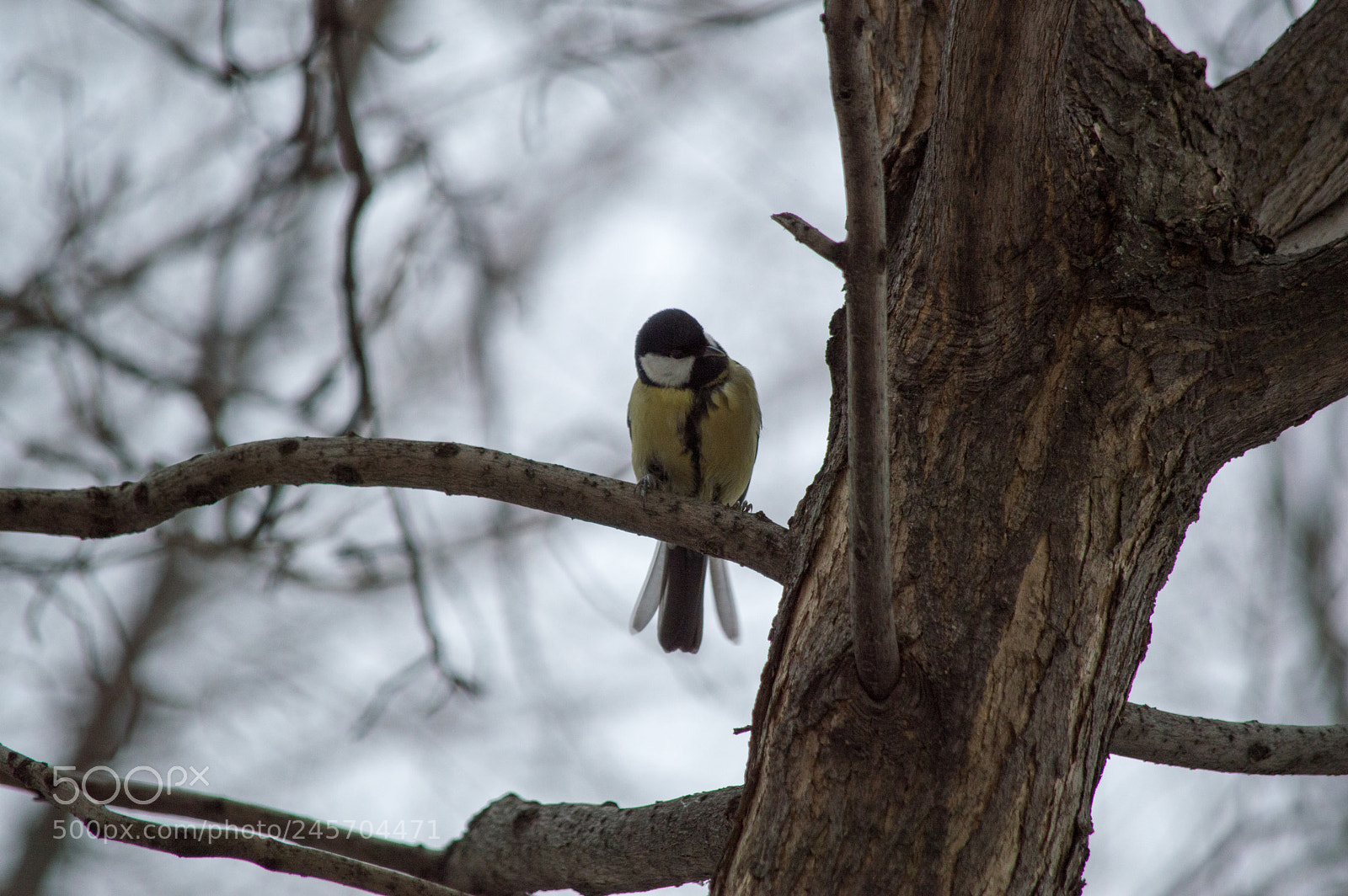 Nikon D3200 sample photo. КОНВЕРТ photography