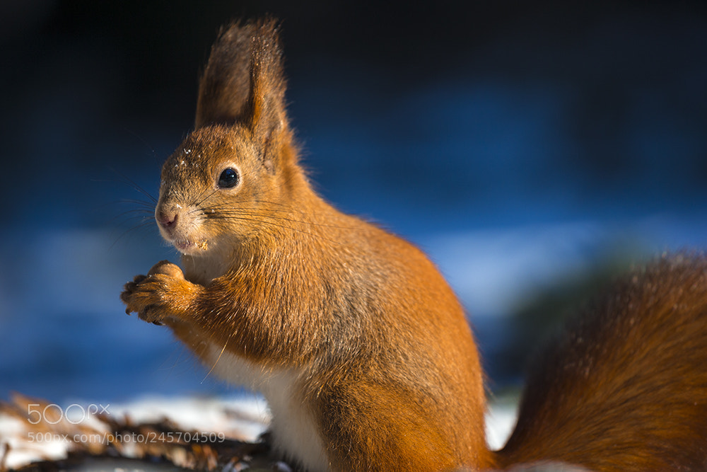 Canon EOS-1D X sample photo. Red squirrel sciurus v photography