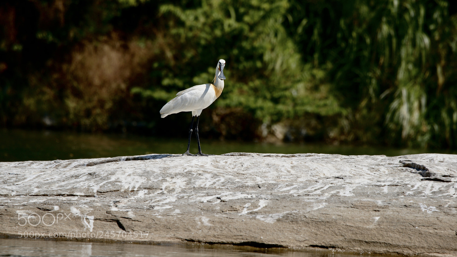Sony Alpha DSLR-A900 sample photo. Untitled photography