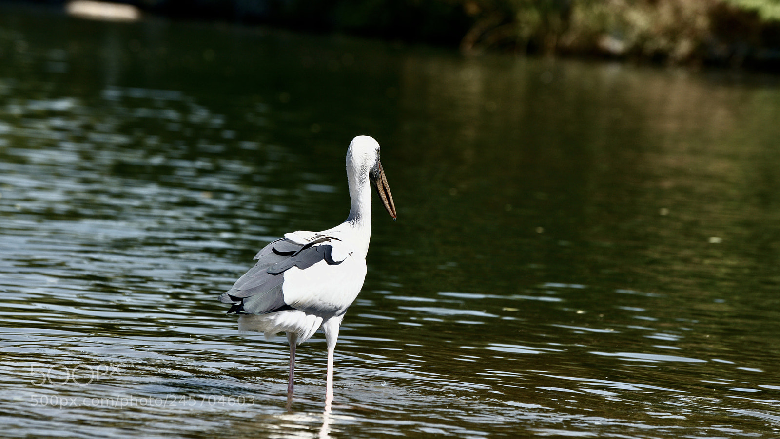 Sony Alpha DSLR-A900 sample photo. Untitled photography
