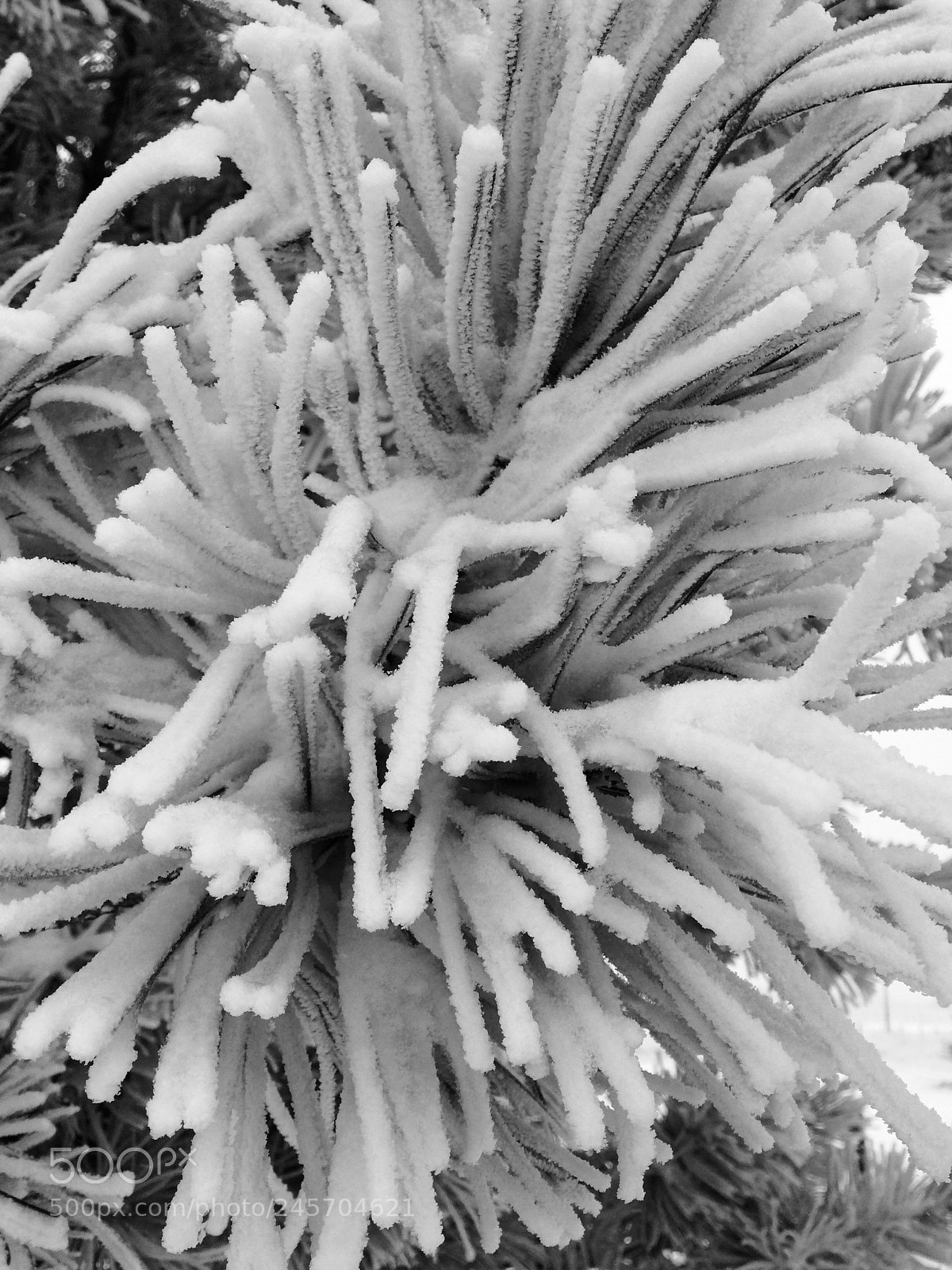 Apple iPhone 5s sample photo. Frosty morning photography