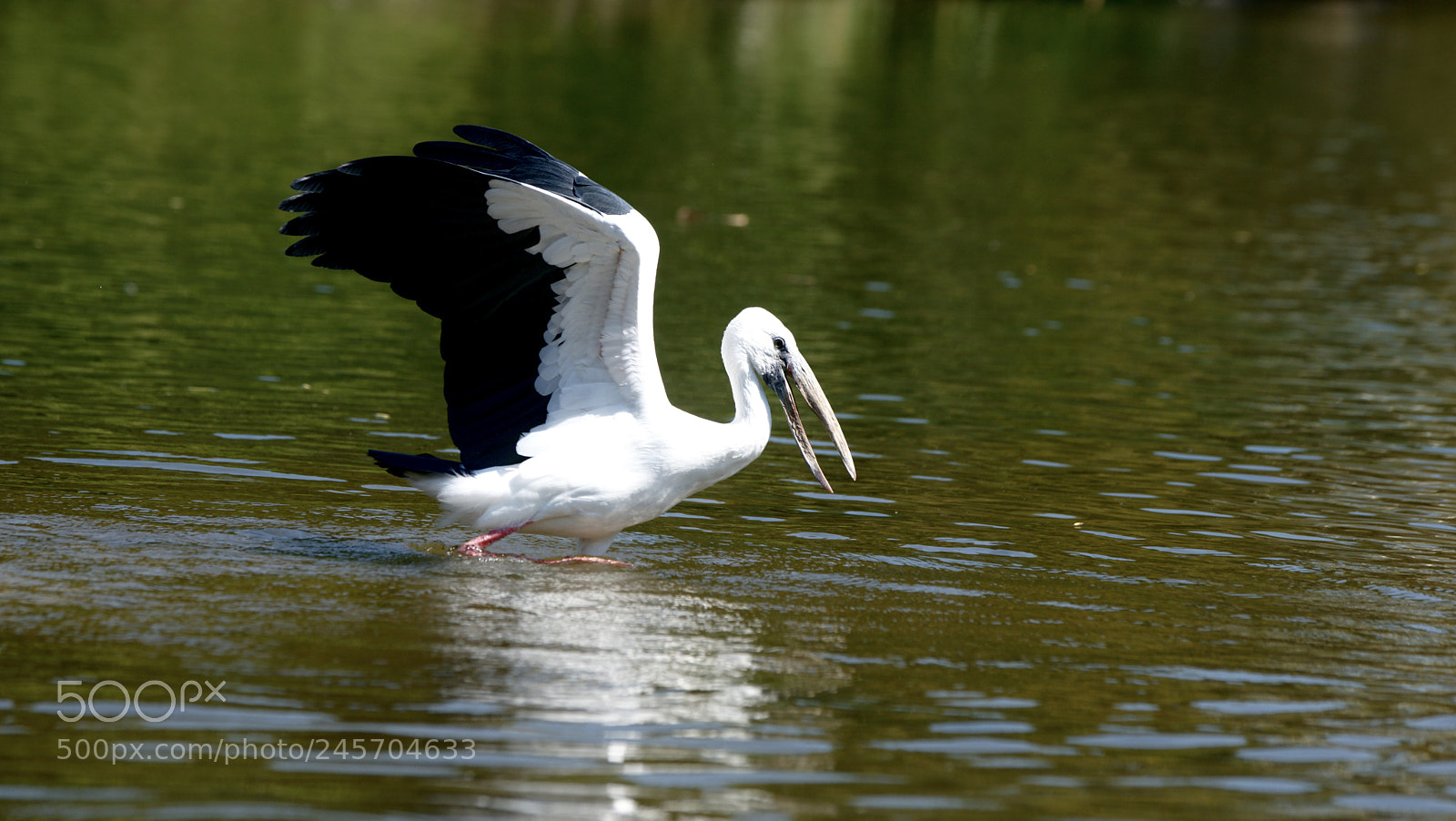 Sony Alpha DSLR-A900 sample photo. Untitled photography