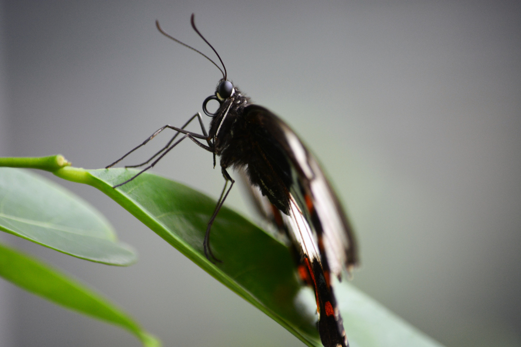 Nikon D5200 sample photo. Wild exploration photography