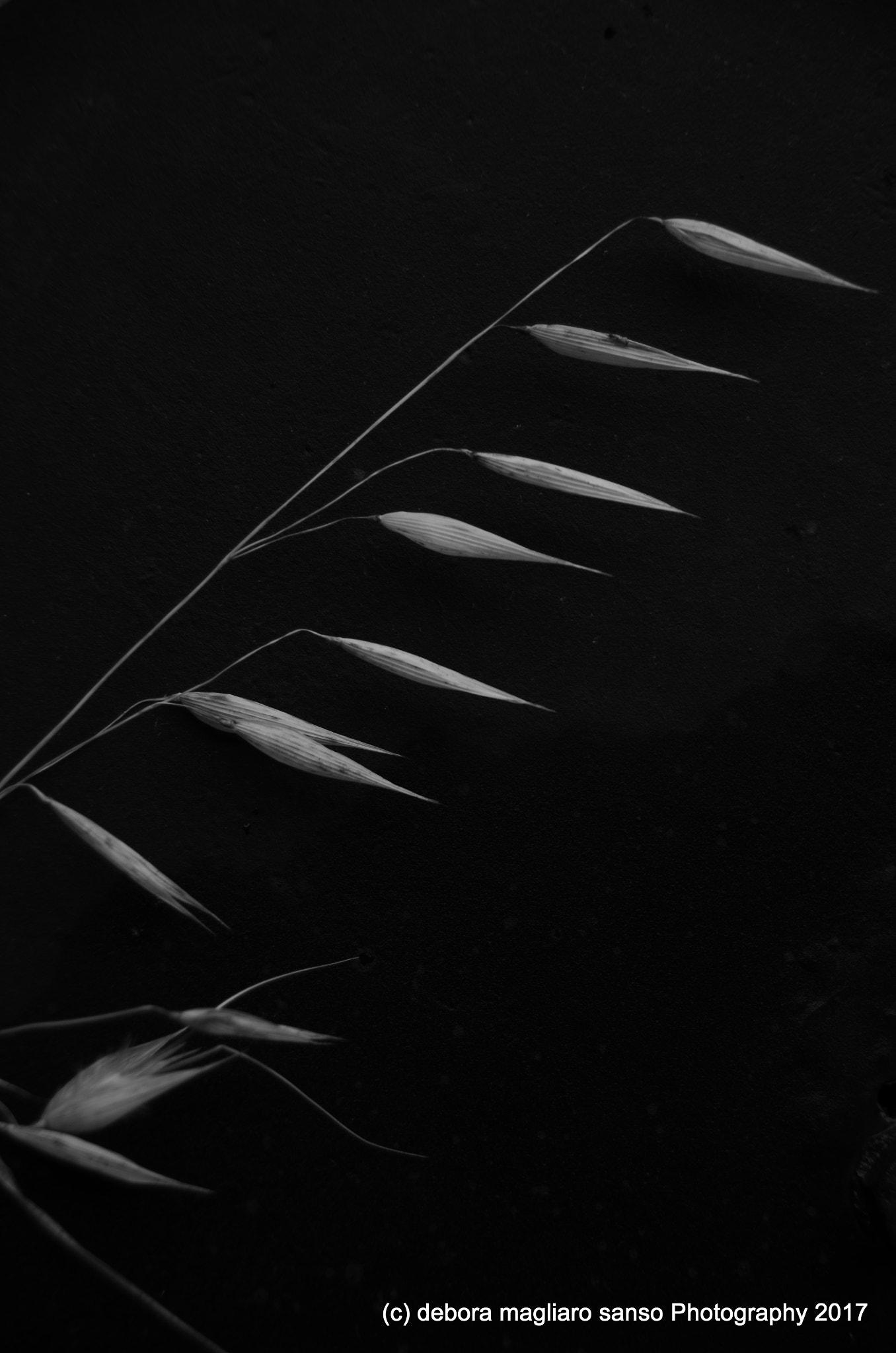 Sigma 18-250mm F3.5-6.3 DC Macro OS HSM sample photo. The art of nature (the series) photography