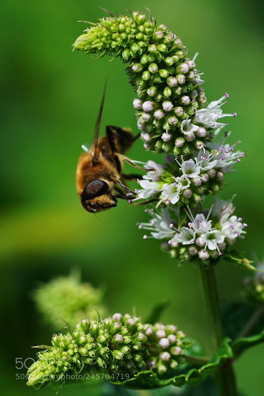 Sony a7R II sample photo. Bee photography