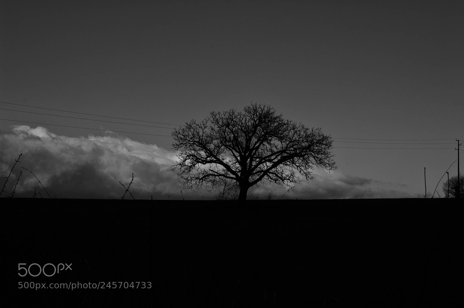 Nikon D40 sample photo. Lone tree photography