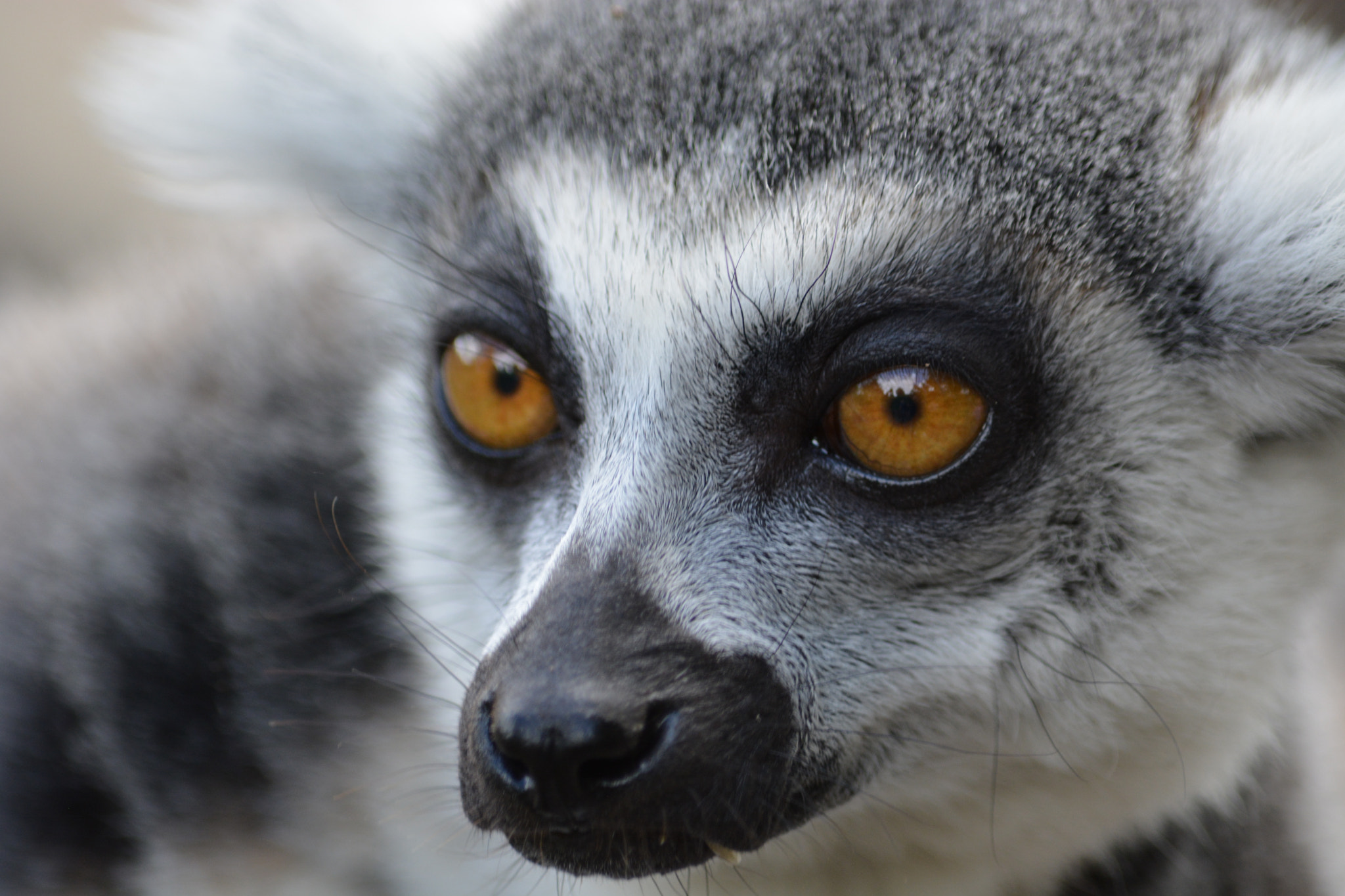 Nikon D5200 sample photo. Wild exploration photography