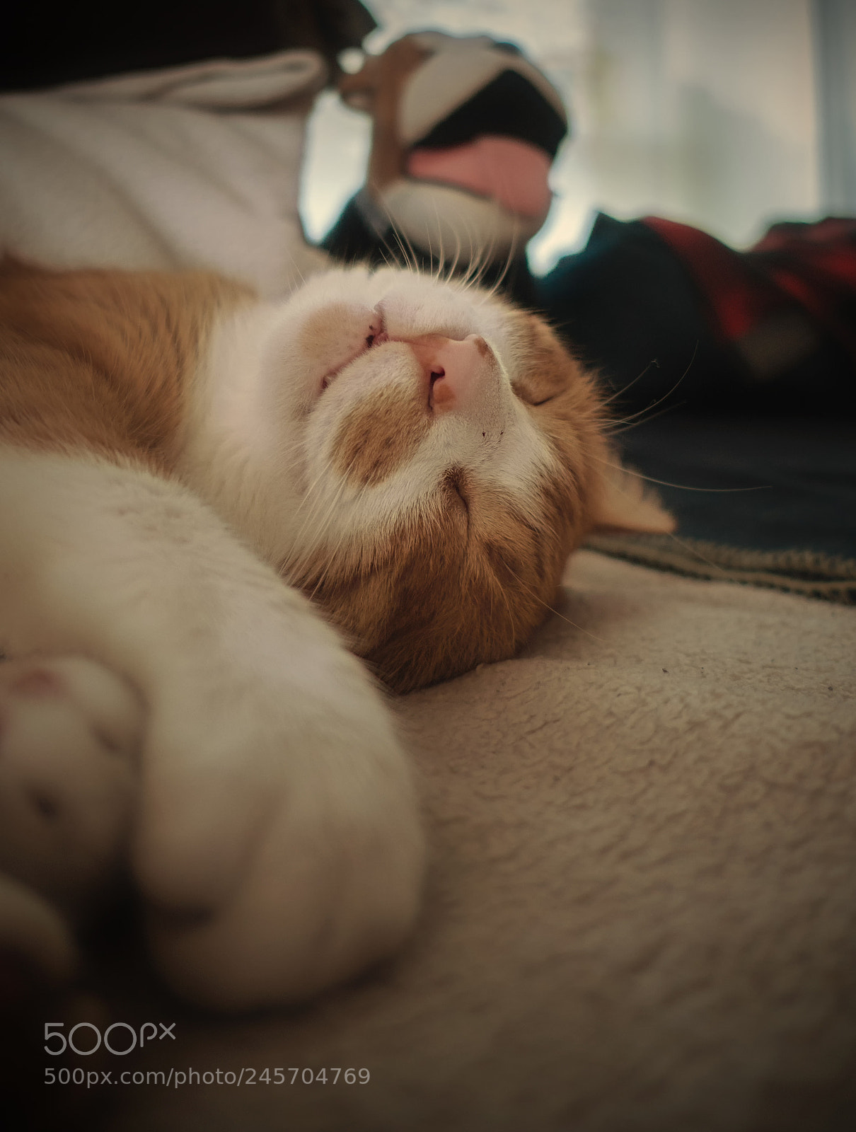 Sony Cyber-shot DSC-RX100 III sample photo. Sleeping warrior photography