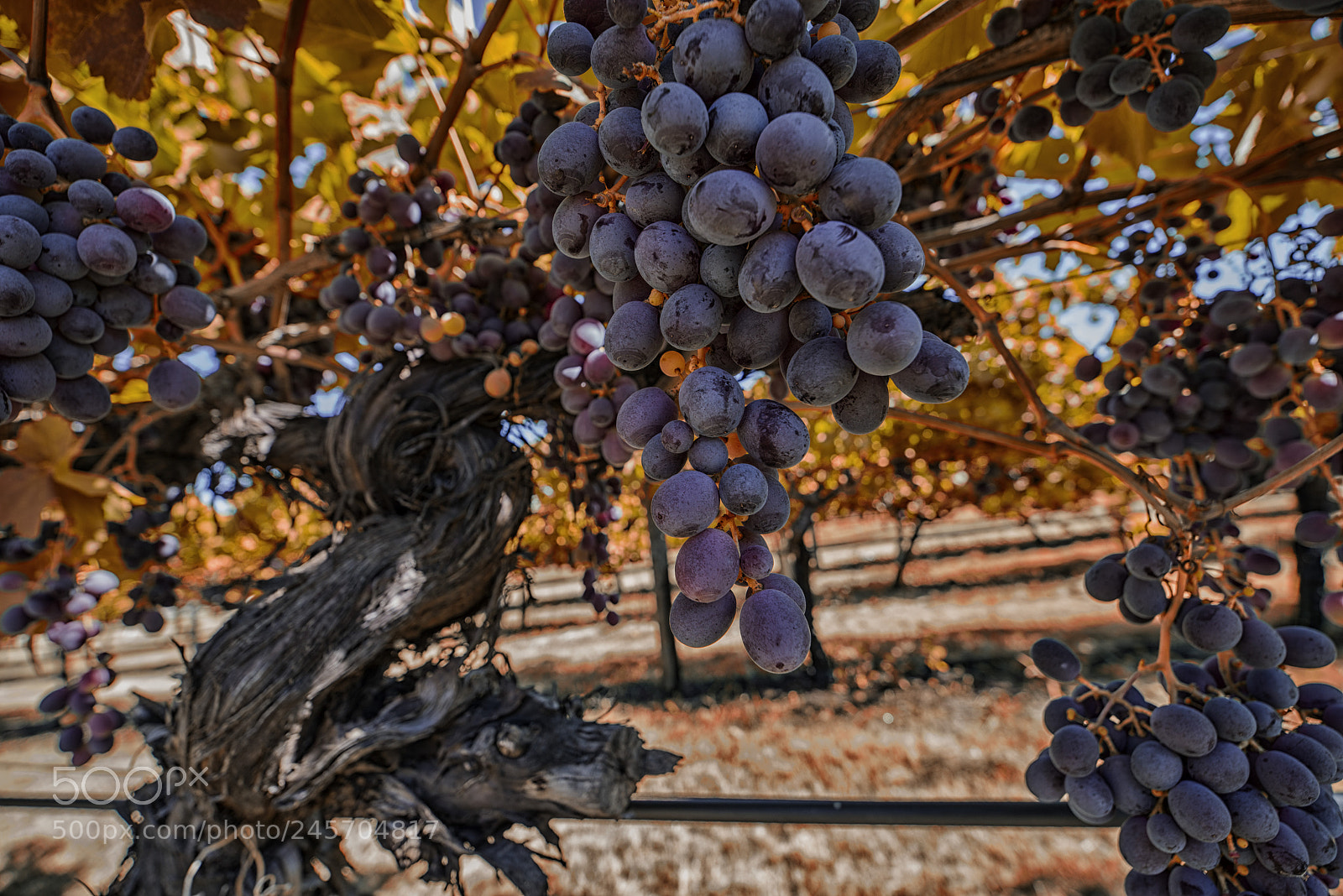 Pentax K-1 sample photo. Golden grape photography