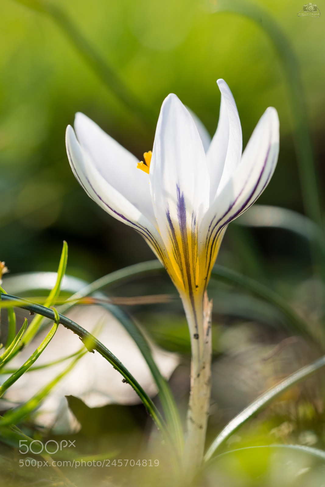 Nikon D800 sample photo. Il primo crocus della photography