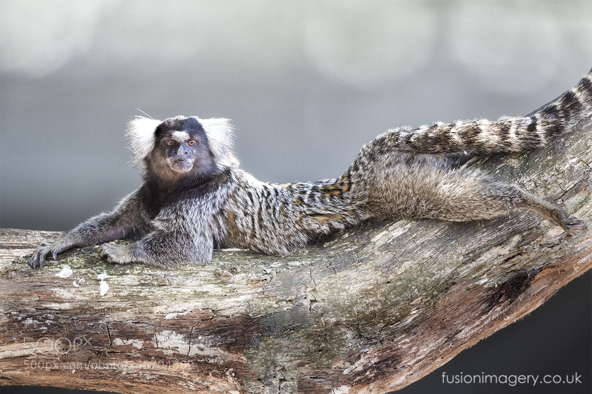 Canon EOS-1D X Mark II sample photo. Marmoset chill photography