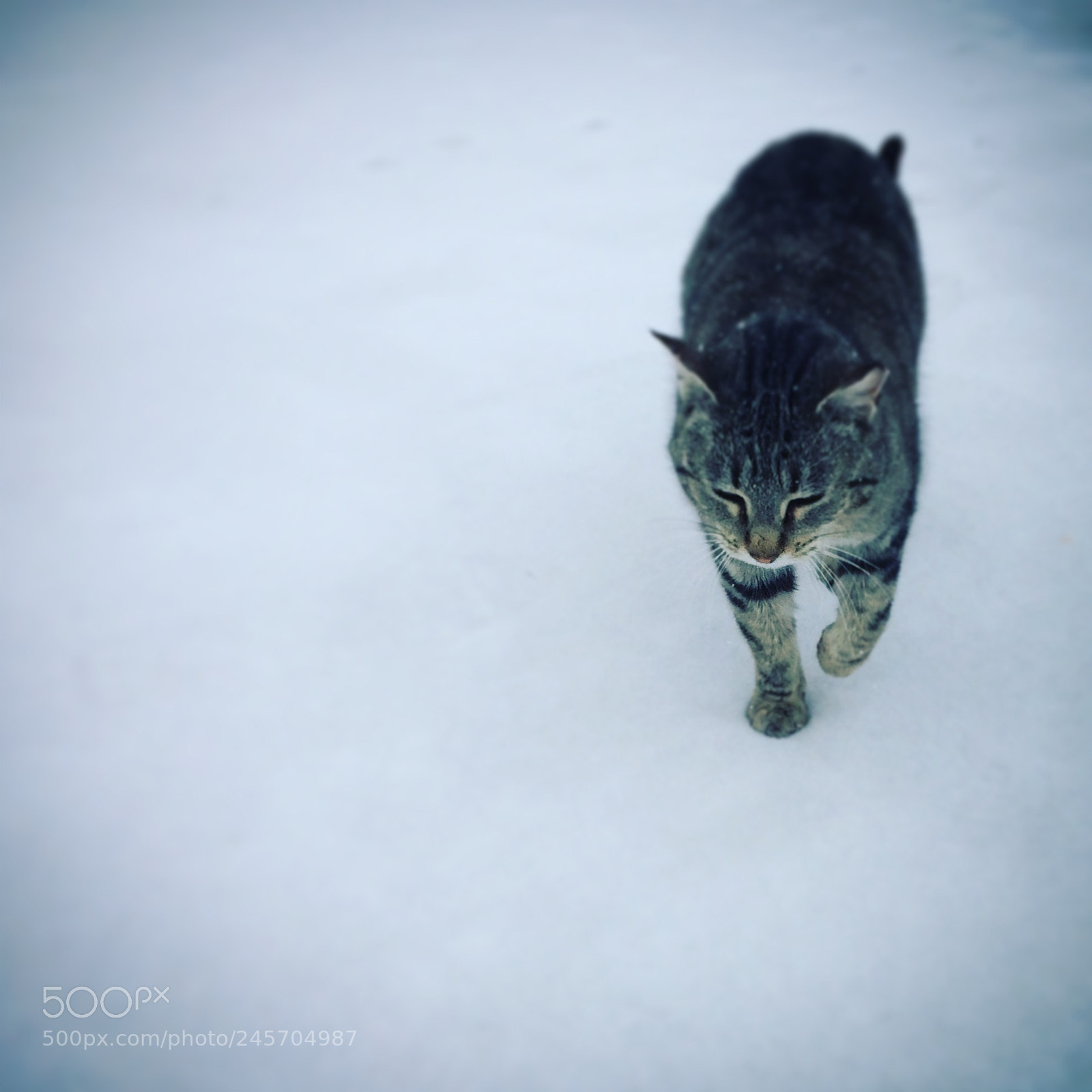 Apple iPhone 5s sample photo. Tom cat photography