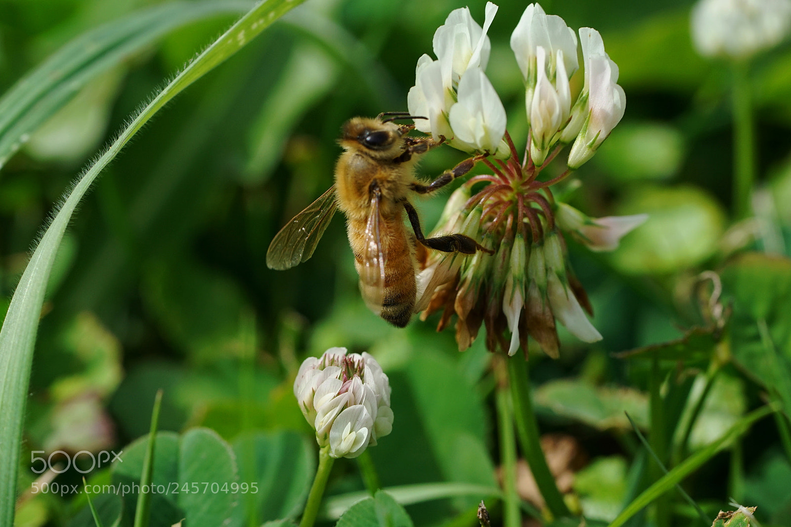 Sony a7R II sample photo. Bee in clover photography