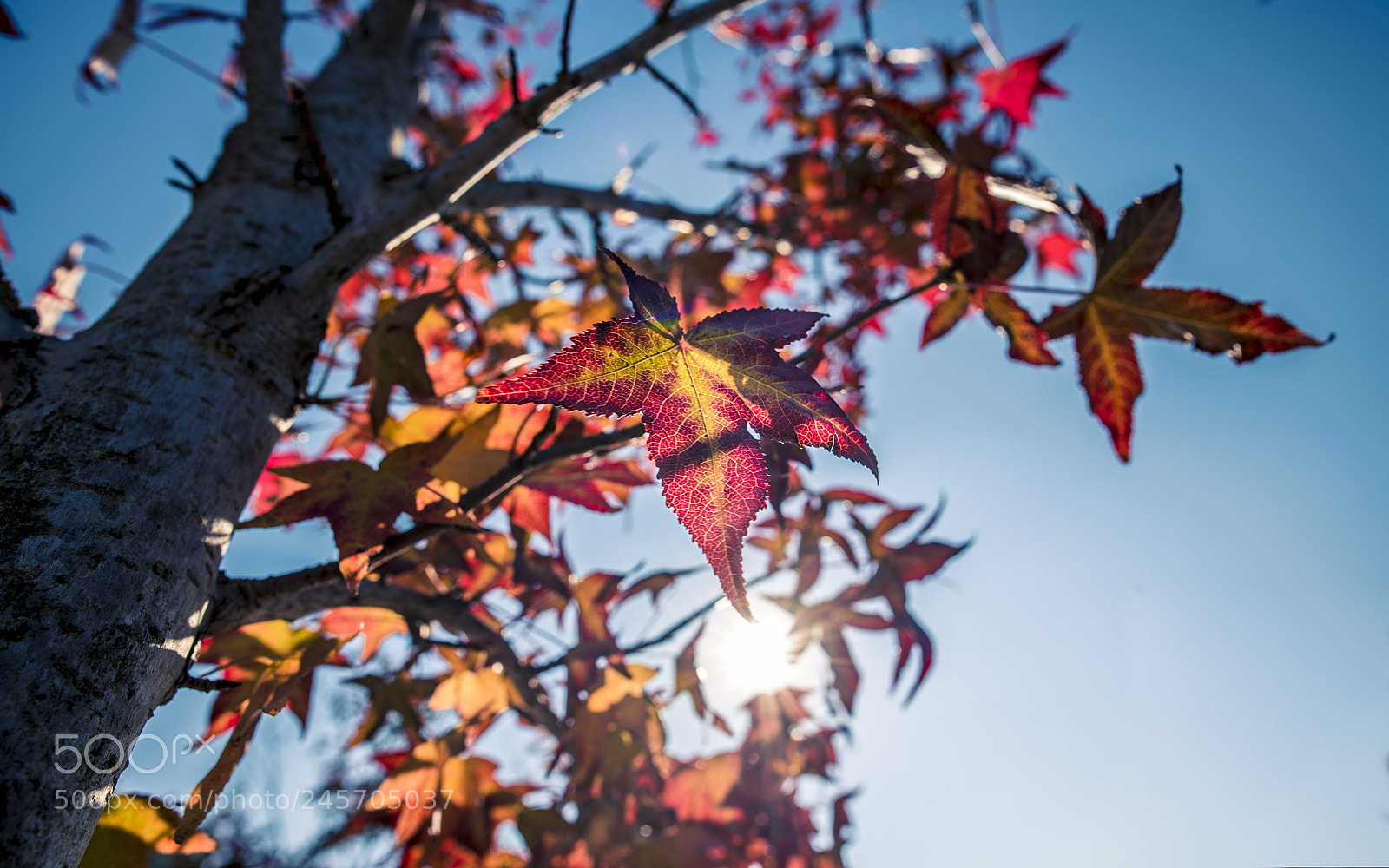 Nikon D850 sample photo. Untitled photography