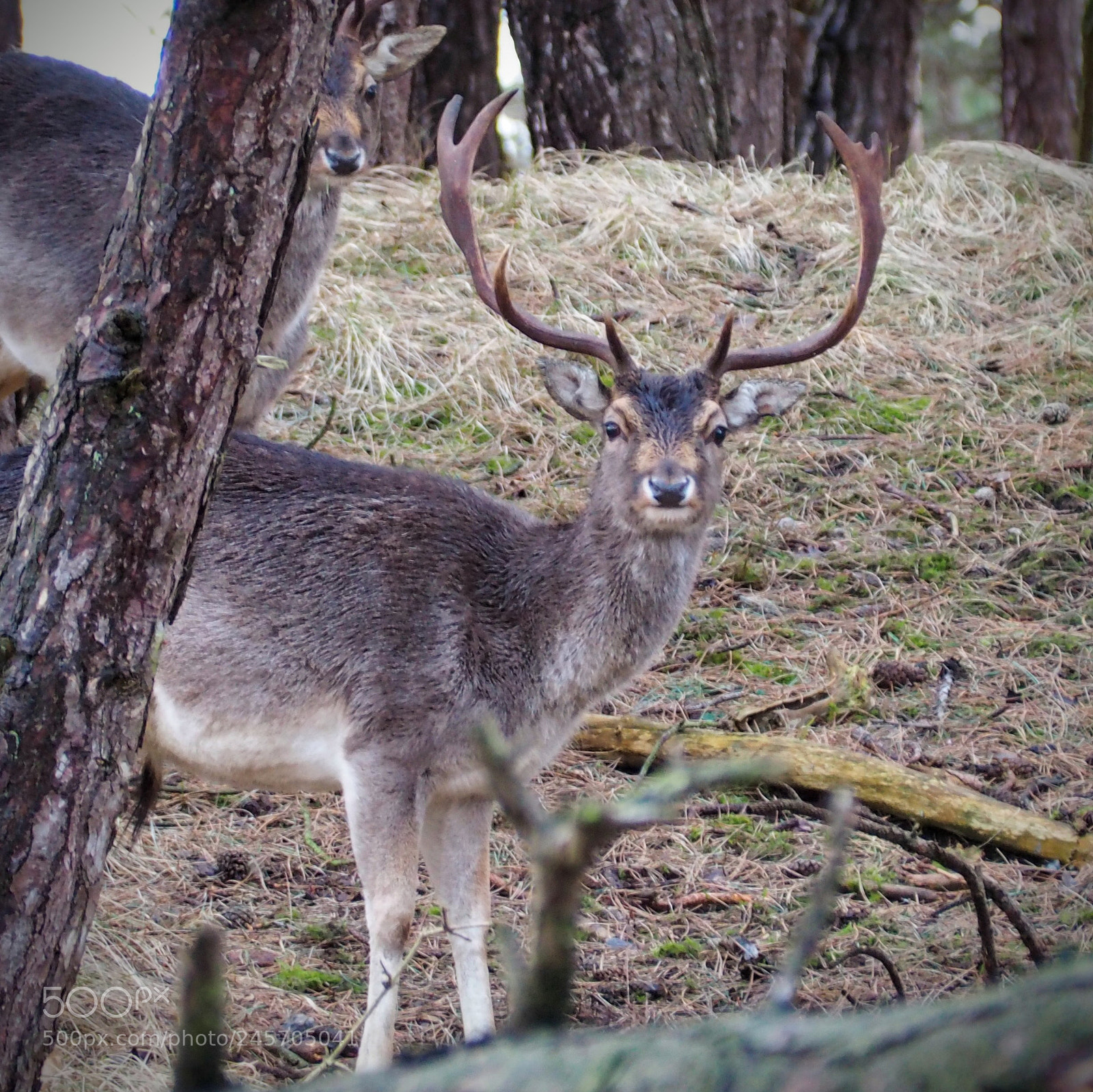 Olympus OM-D E-M10 II sample photo. Deer photography