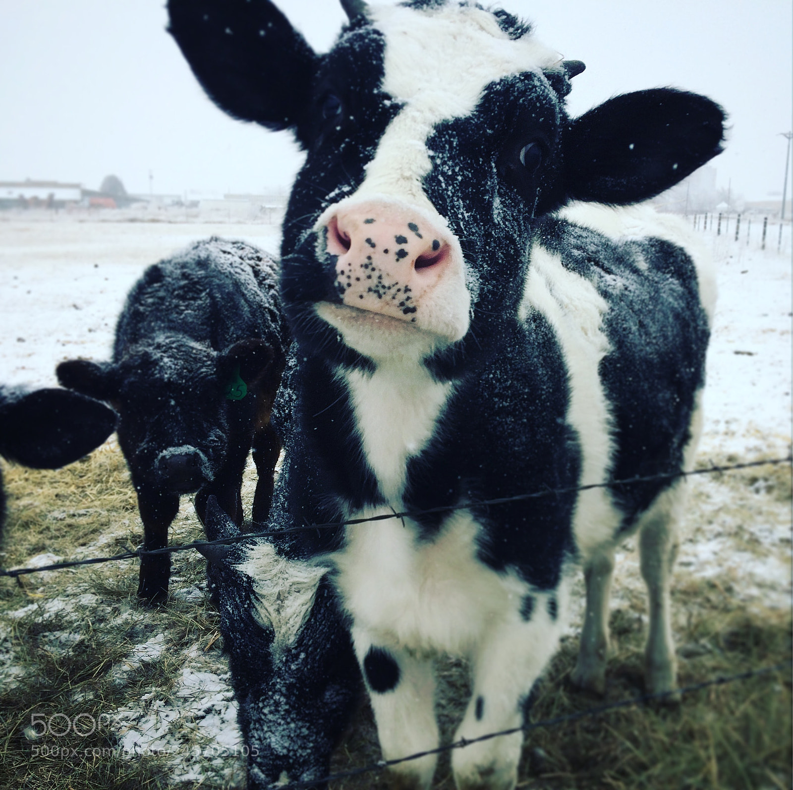 Apple iPhone 5s sample photo. Holstein photography