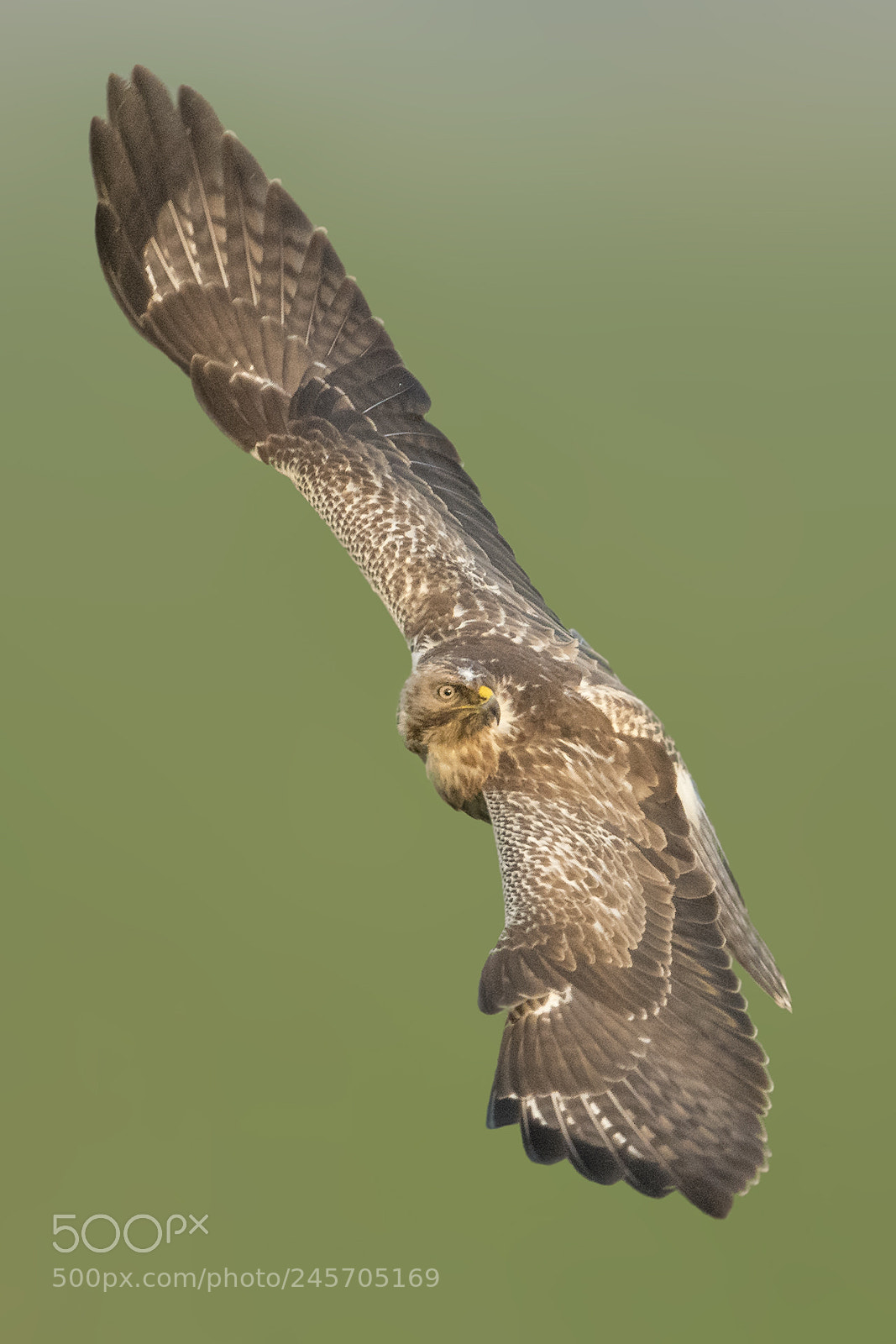 Nikon D500 sample photo. Buzzard in flight photography
