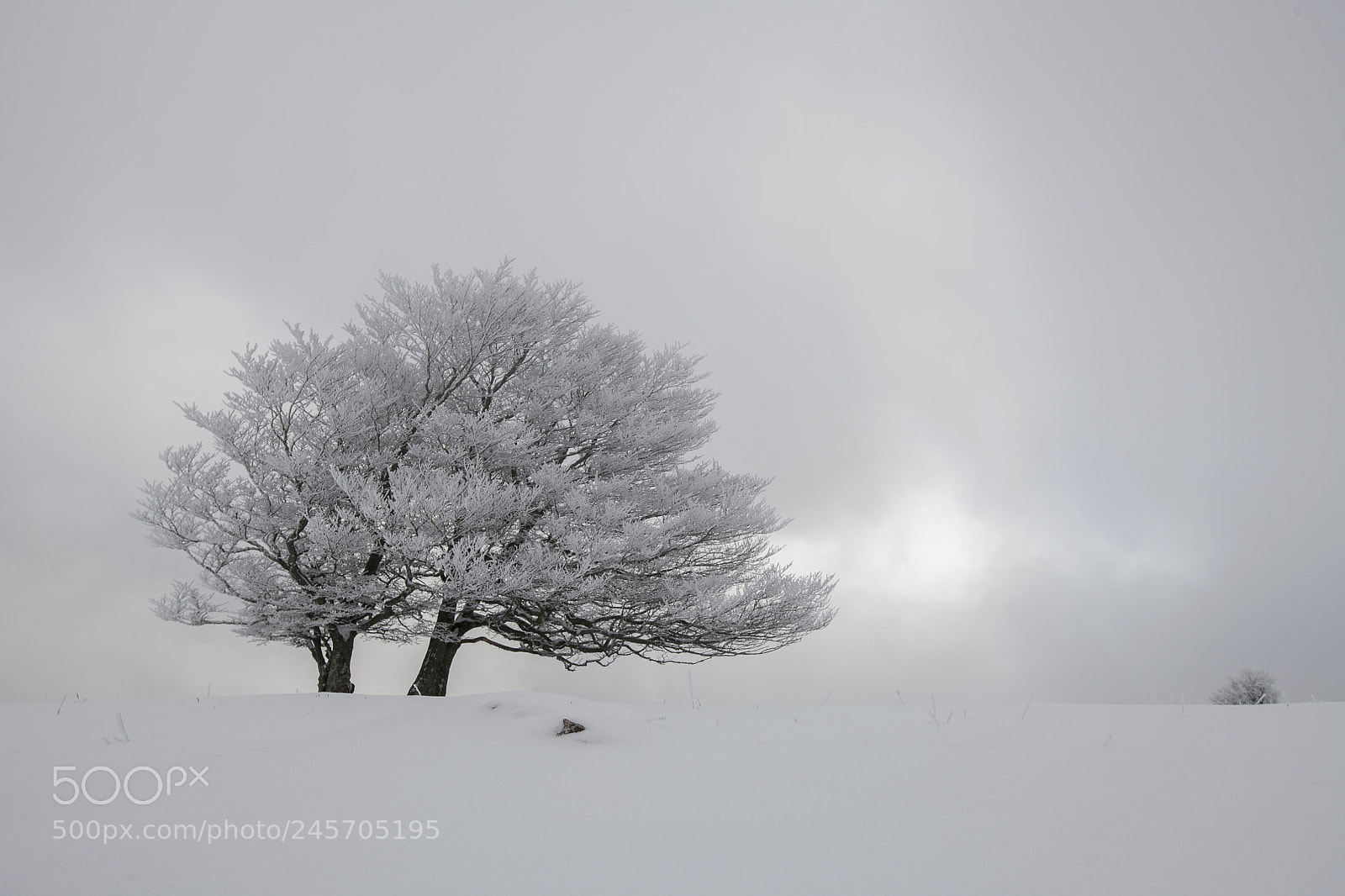 Nikon D850 sample photo. Frozen tree photography