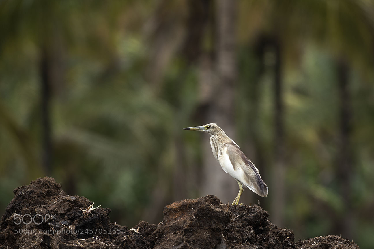 Nikon D810 sample photo. Pond heron photography