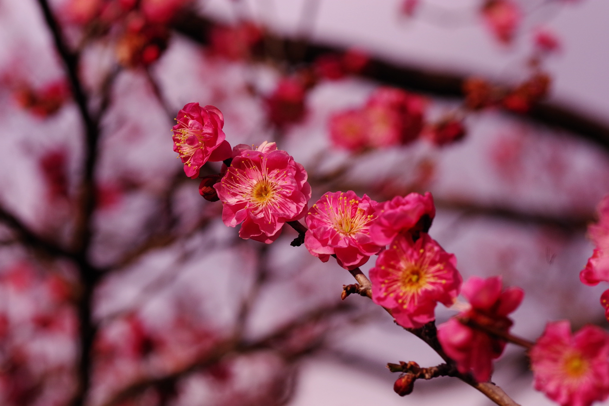 Pentax K-1 + Pentax smc D-FA 100mm F2.8 Macro WR sample photo. Imgp photography