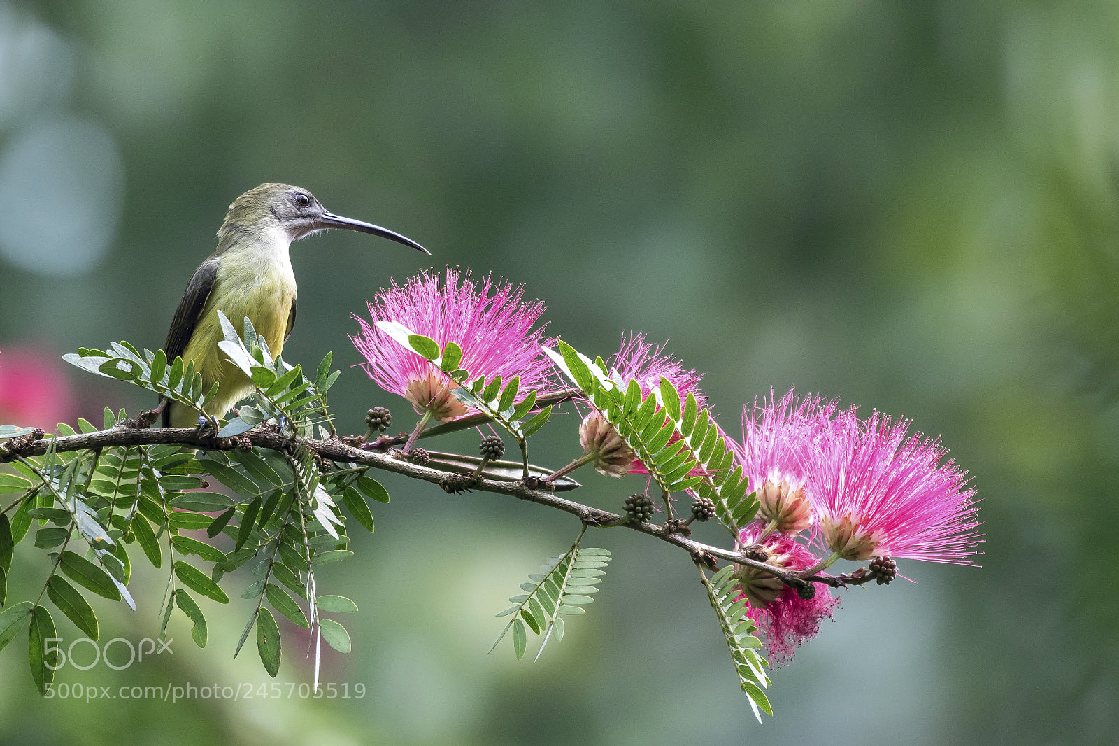 Canon EOS 7D Mark II sample photo. Honey hunter ! photography