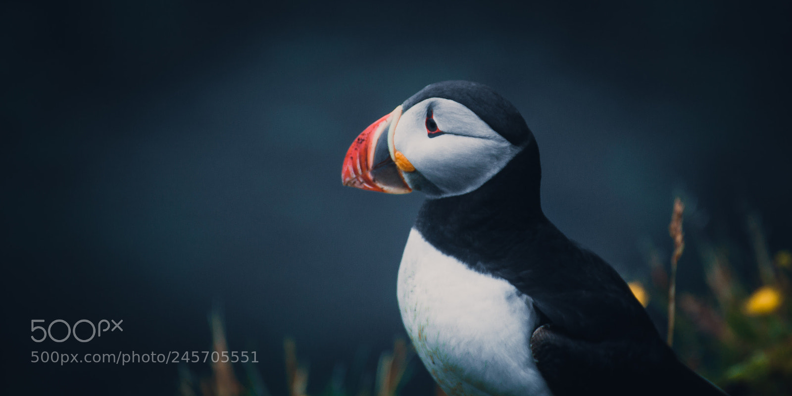 Canon EOS 500D (EOS Rebel T1i / EOS Kiss X3) sample photo. Icelandic puffin photography