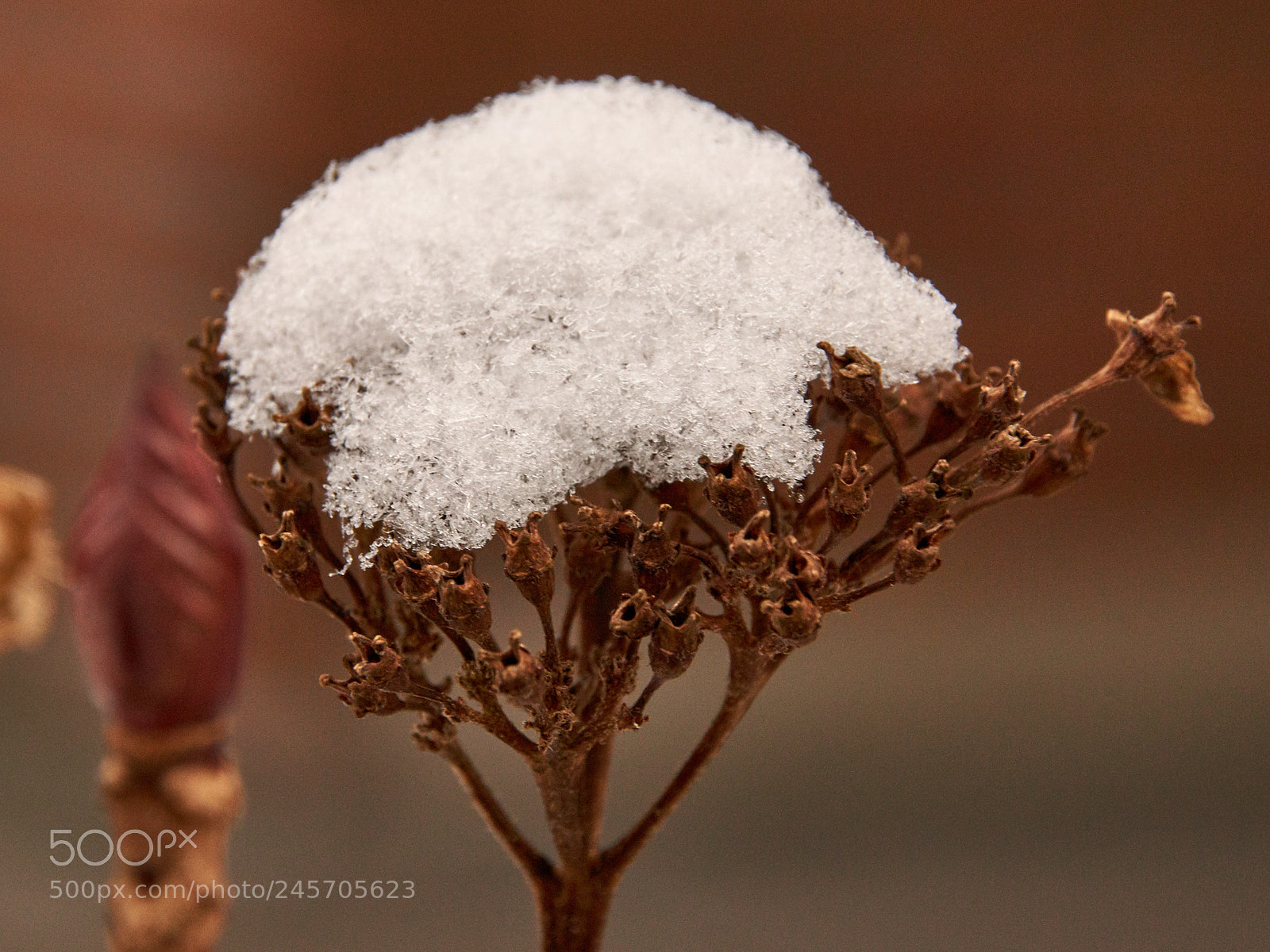 Sony SLT-A65 (SLT-A65V) sample photo. Under snow 2 photography