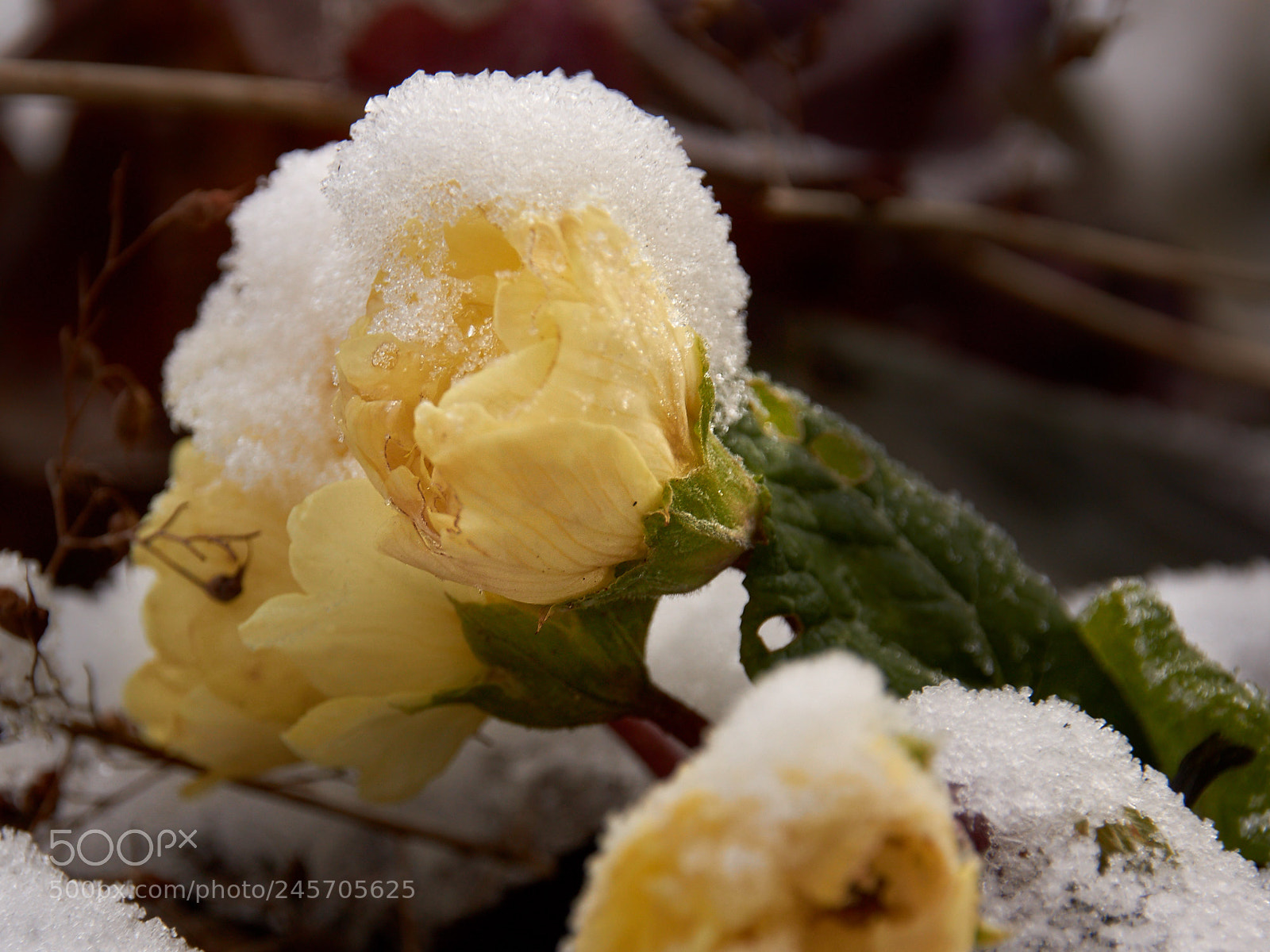 Sony SLT-A65 (SLT-A65V) sample photo. Under snow 1 photography