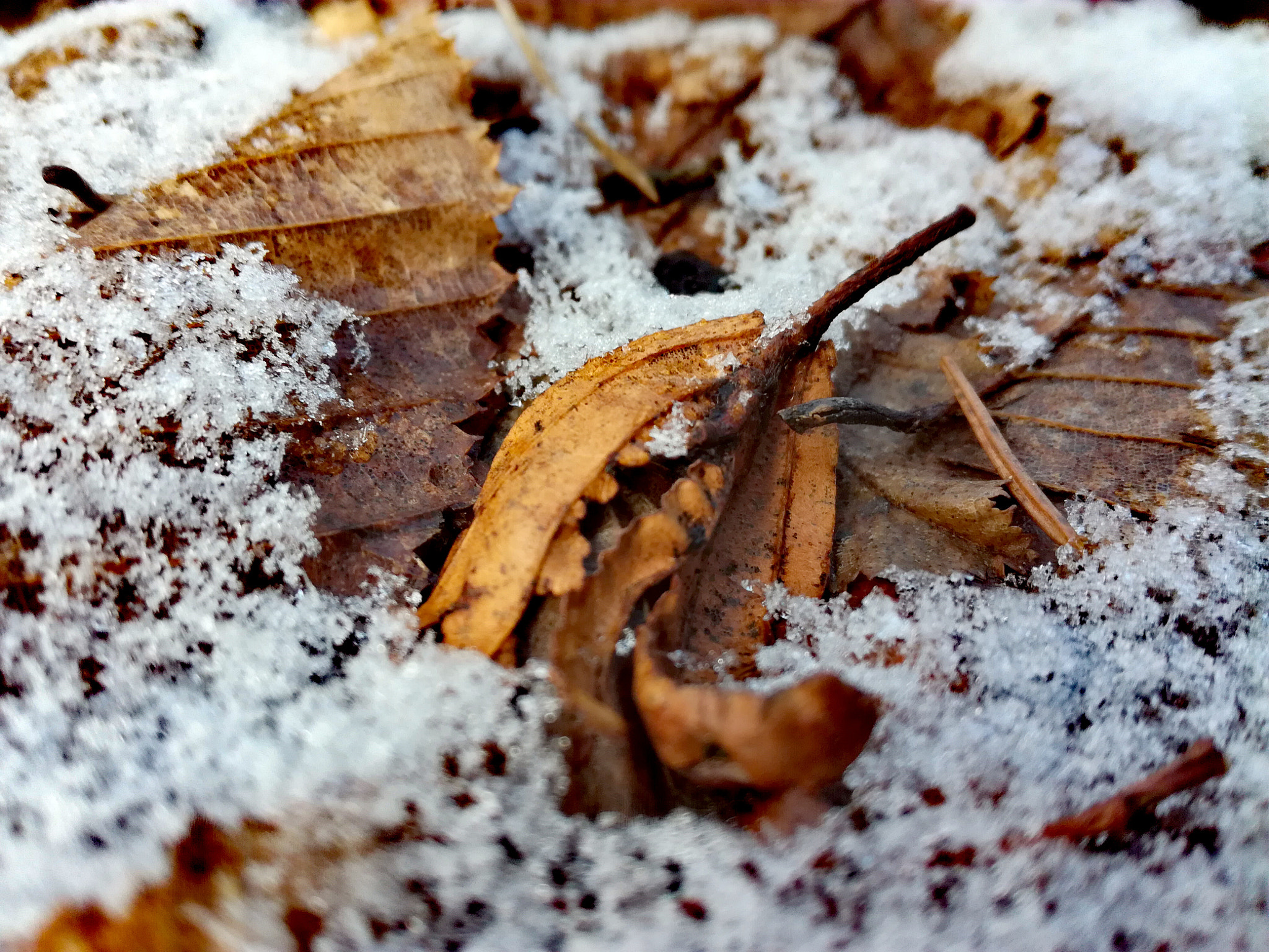 HUAWEI Honor 5C sample photo. Winter secret photography