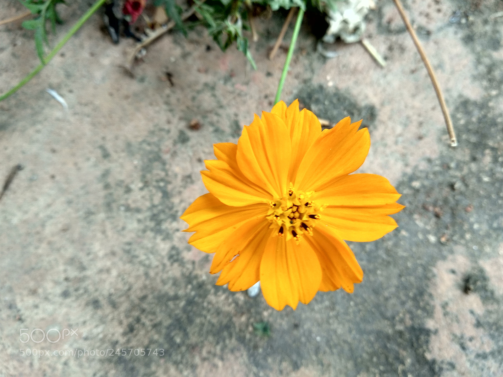 Xiaomi Mi A1 sample photo. Marigold at my terrace photography