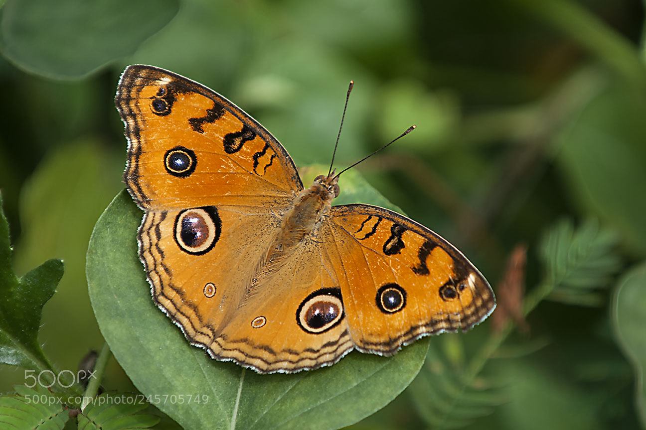 Nikon D80 sample photo. Butterfly photography