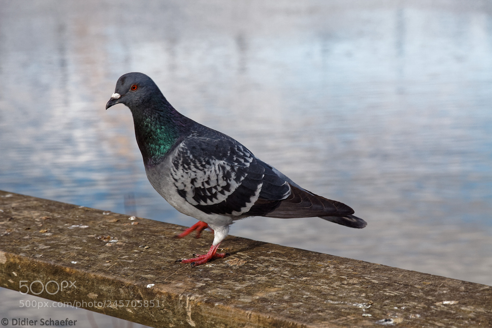 Canon EOS 50D sample photo. Dove photography