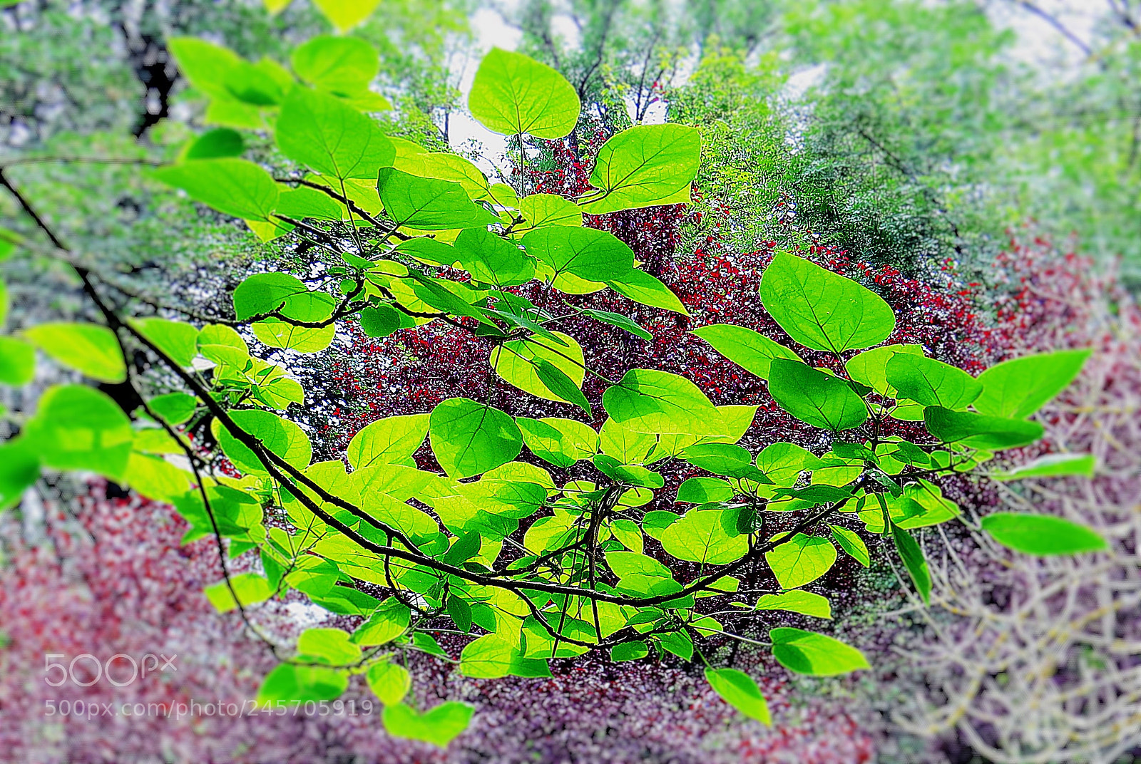 Canon PowerShot SX50 HS sample photo. Waiting for summer photography