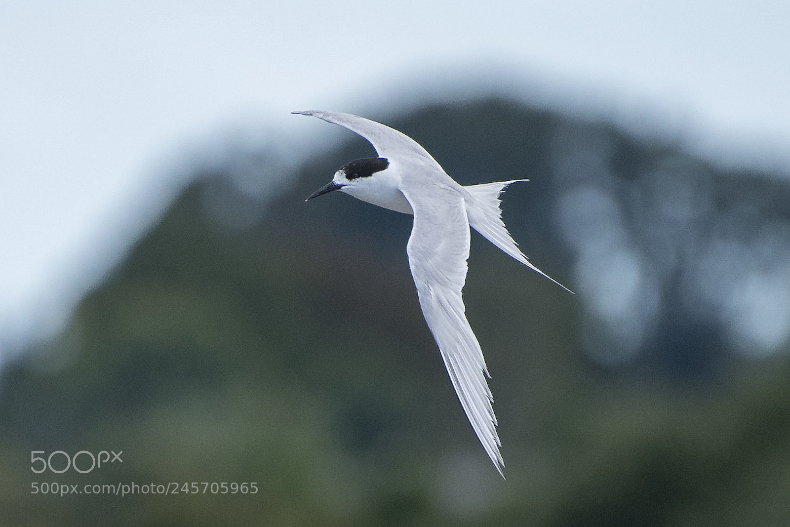 Nikon D500 sample photo. White-fronted tern / tara photography