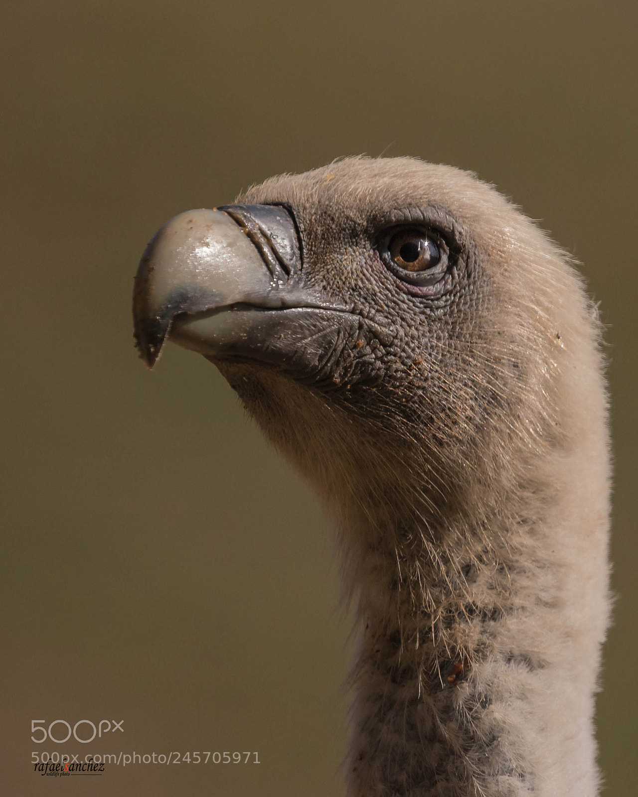 Canon EOS 7D Mark II sample photo. Buitre leonado - griffon photography