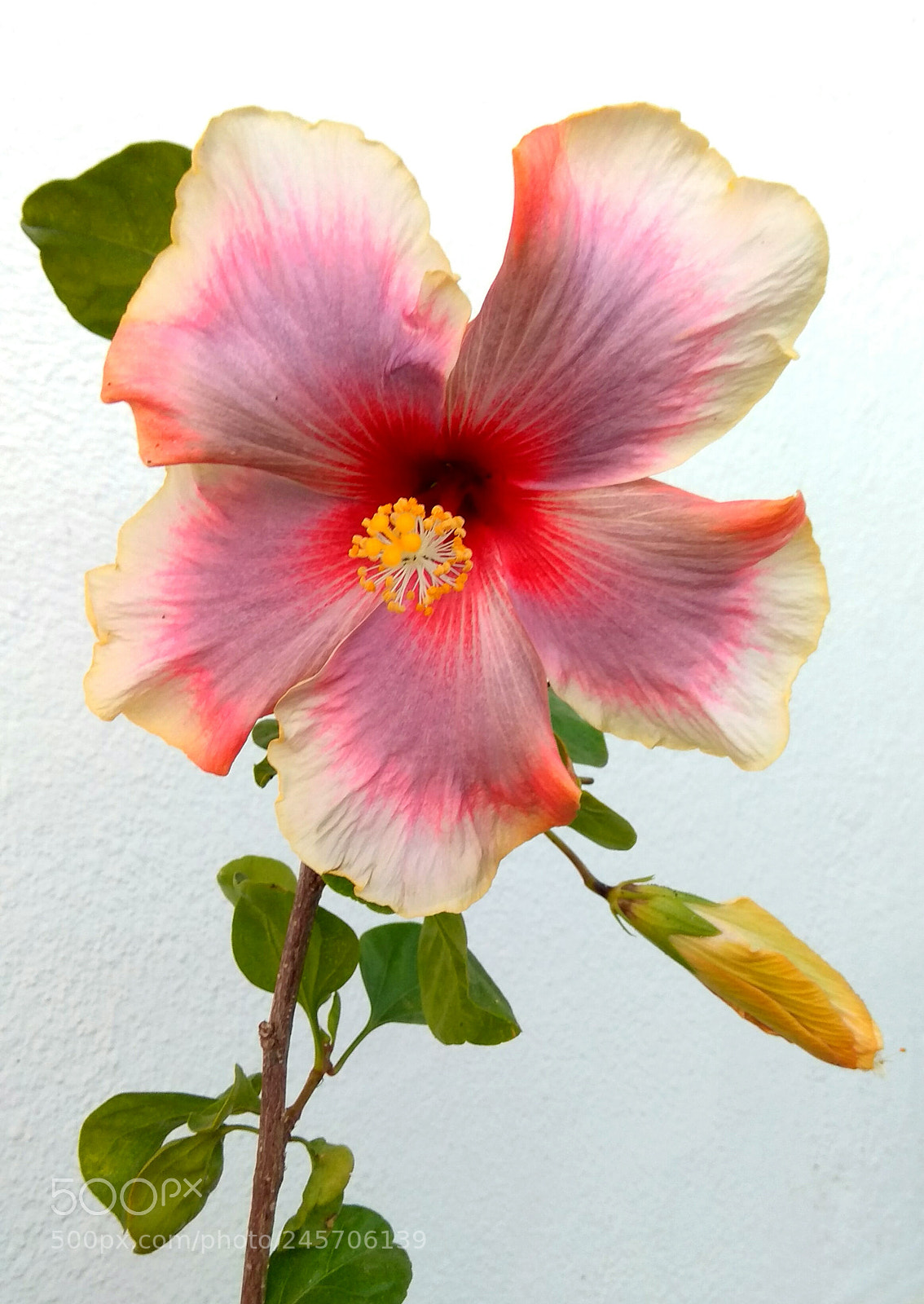 Xiaomi Redmi Note 4 sample photo. All pink photography