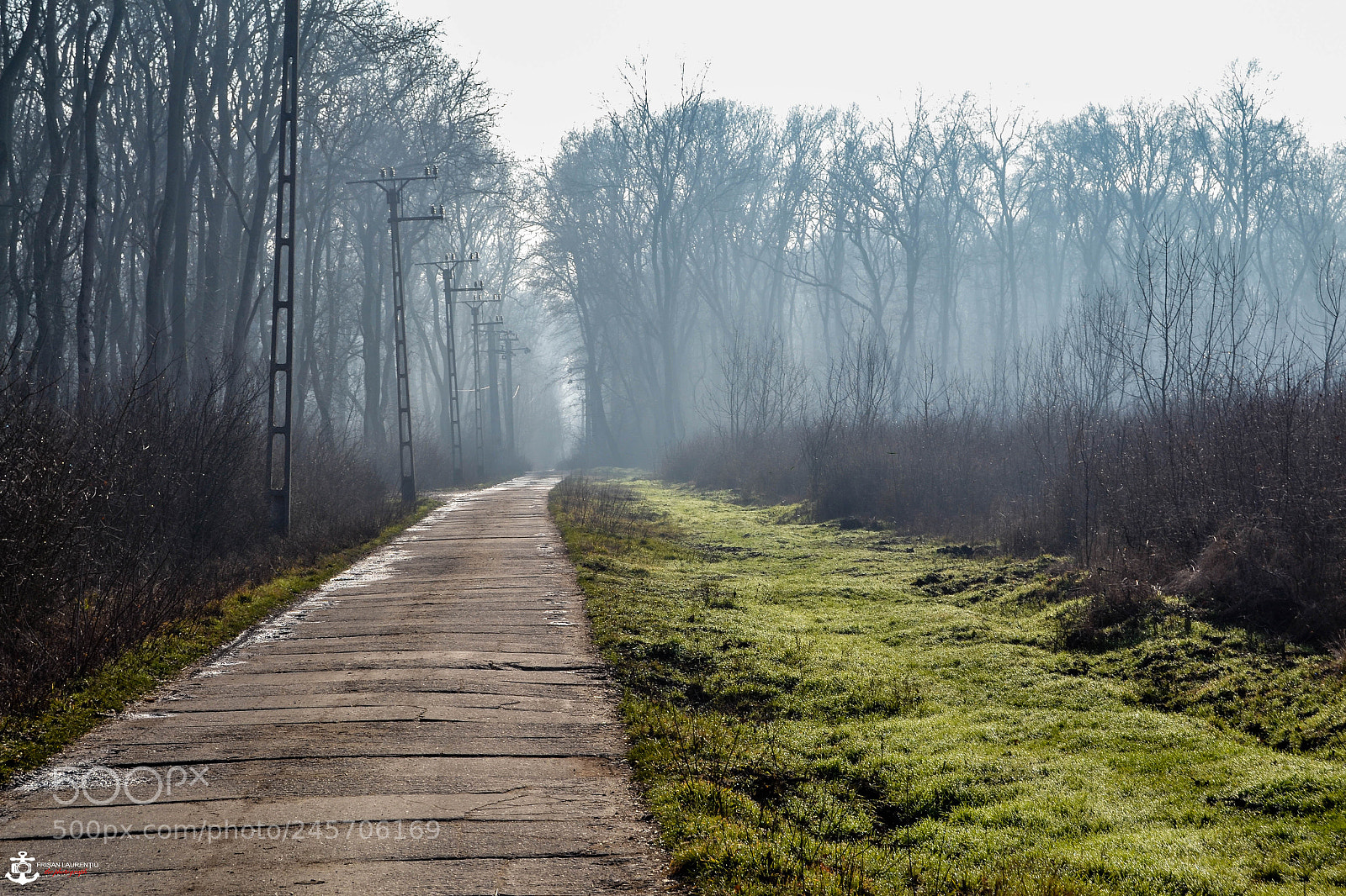 Nikon D3100 sample photo. Foggy forest photography