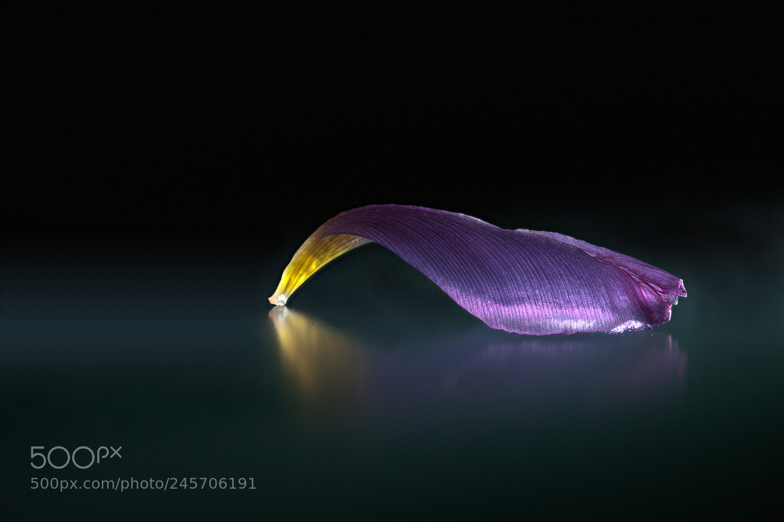 Nikon D700 sample photo. Tulip leaf photography