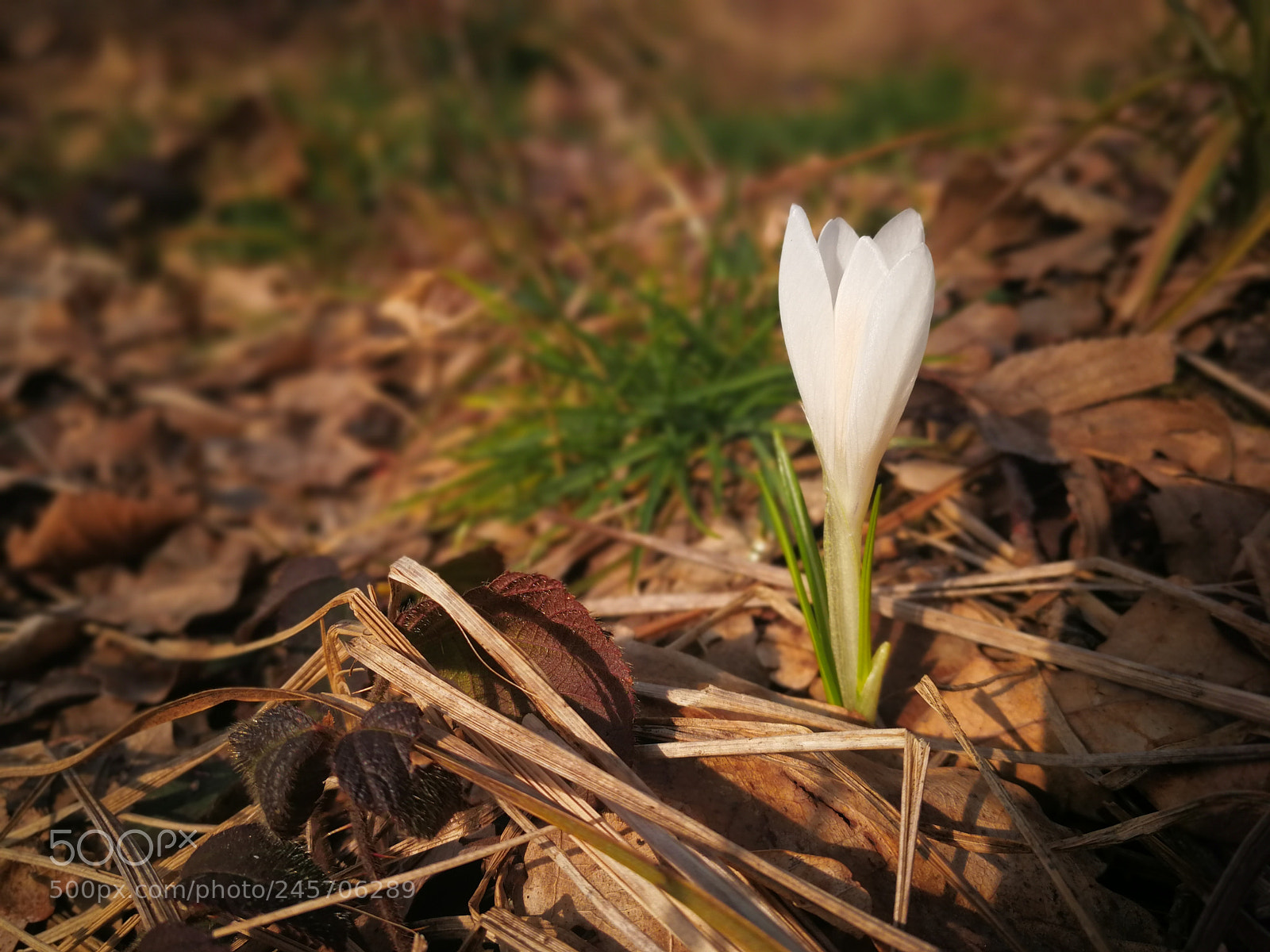 HUAWEI Mate 9 sample photo. Untitled photography
