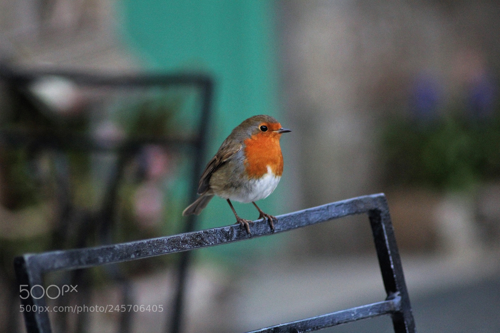 Canon EOS 1300D (EOS Rebel T6 / EOS Kiss X80) sample photo. Curious robin photography