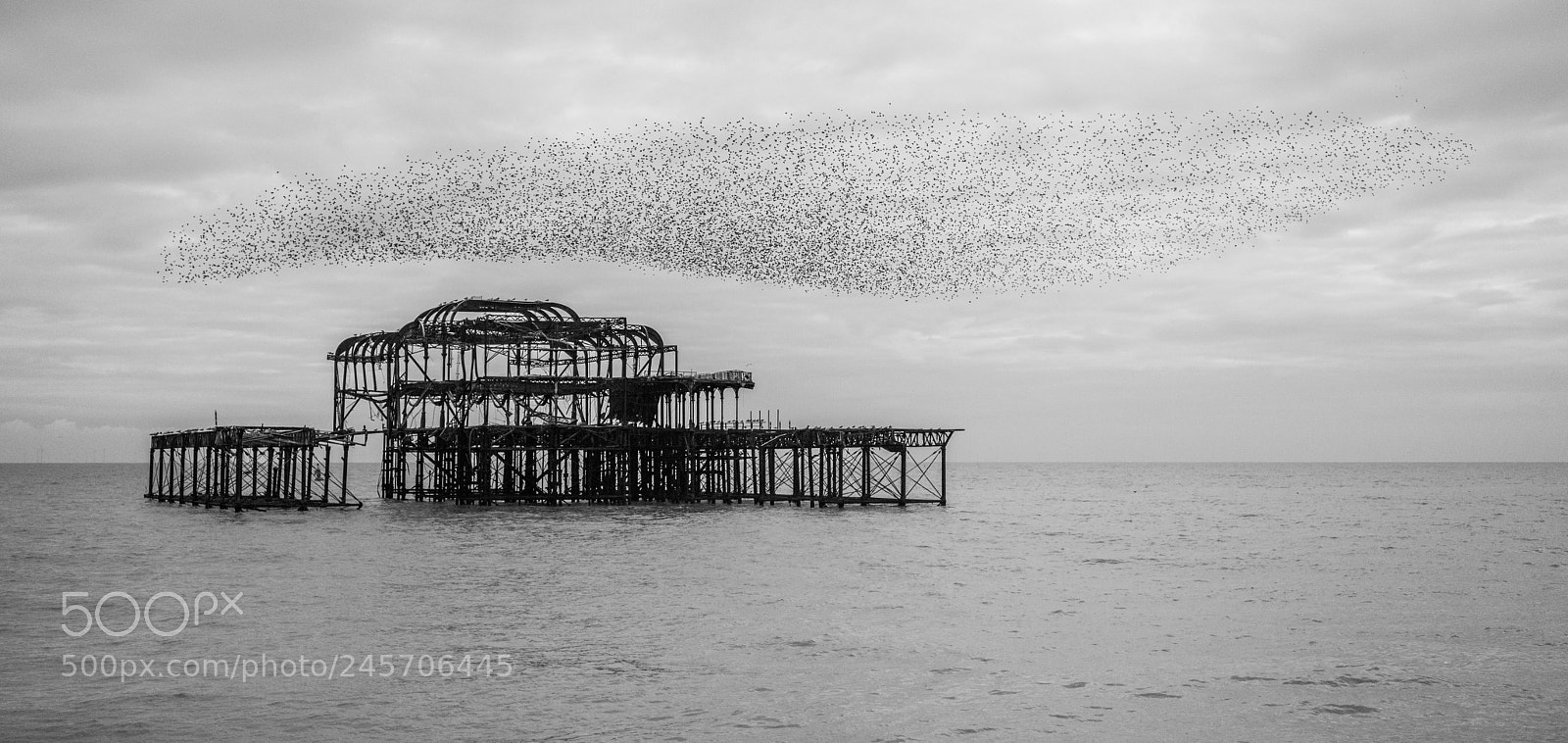 Nikon D810 sample photo. Birds over photography