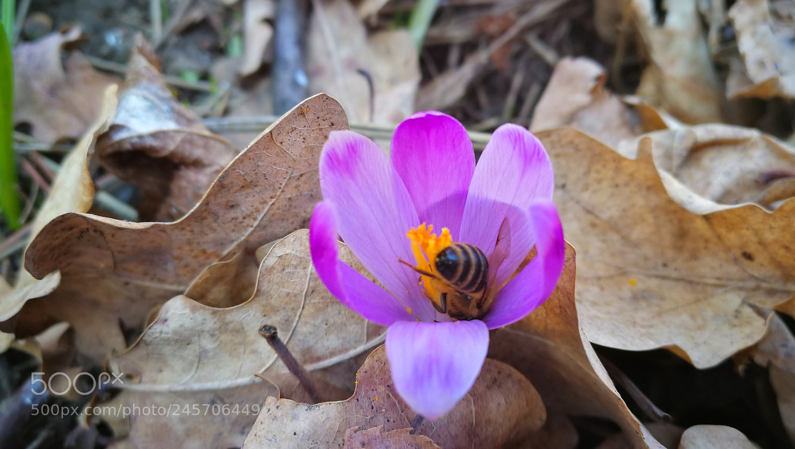 HUAWEI Mate 9 sample photo. Untitled photography
