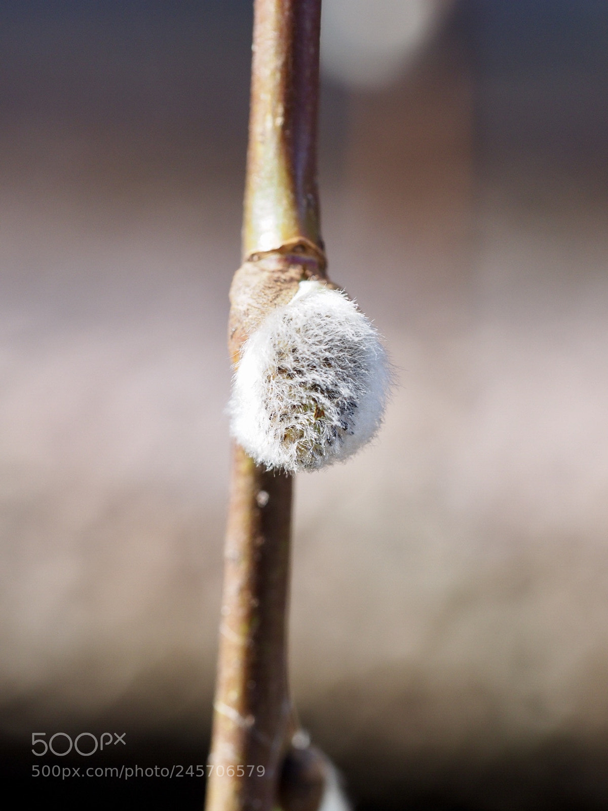 Olympus OM-D E-M10 II sample photo. Salix cinerea photography