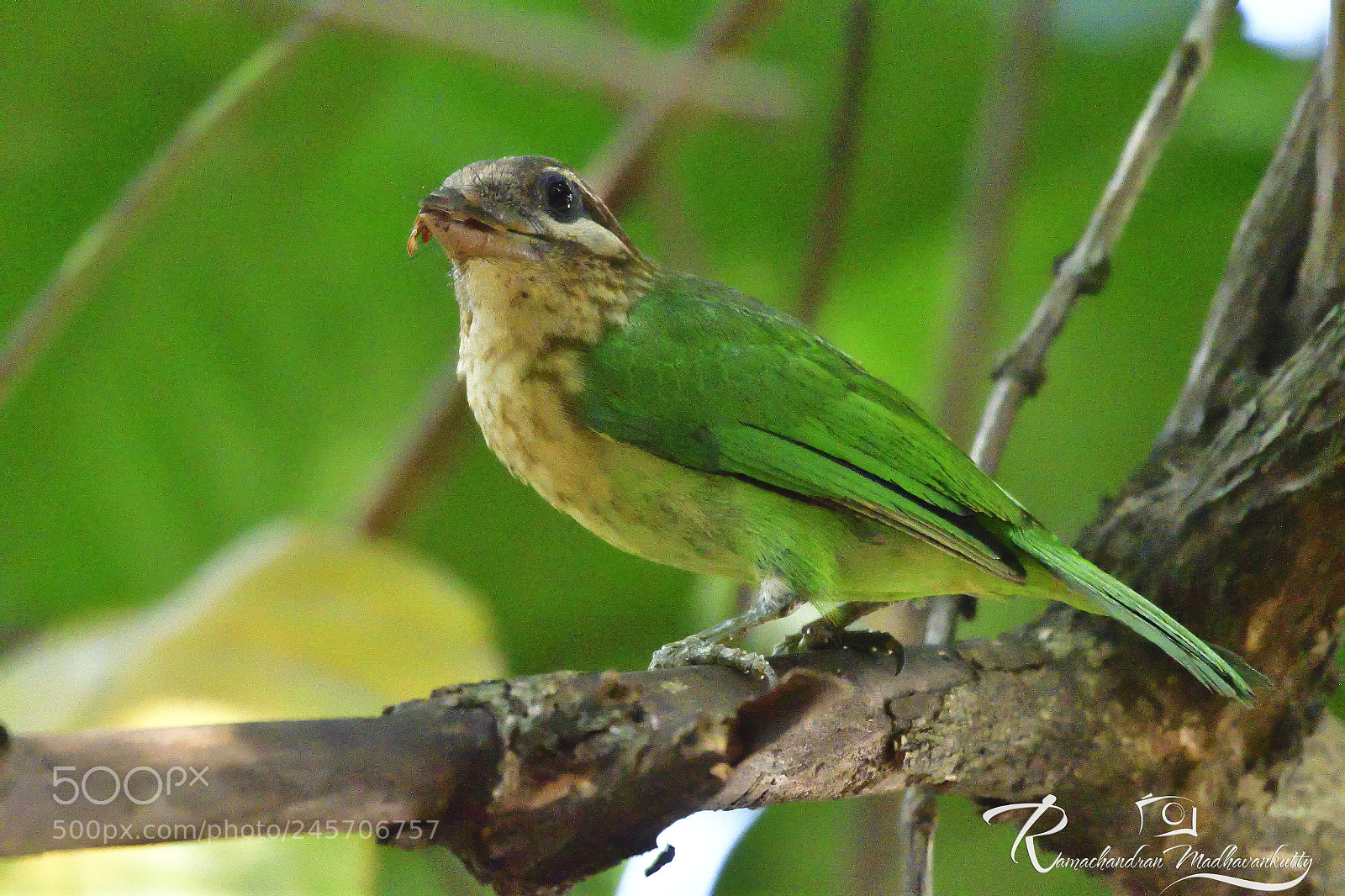 Nikon D500 sample photo. White-cheeked barbet photography